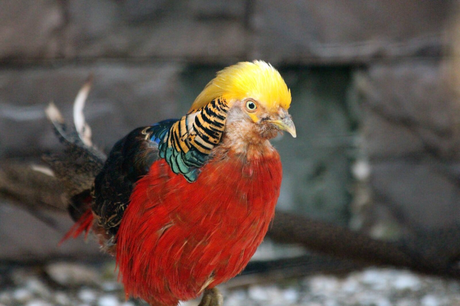 Canon EOS 650D (EOS Rebel T4i / EOS Kiss X6i) sample photo. Pheasant, bird, golden pheasant photography