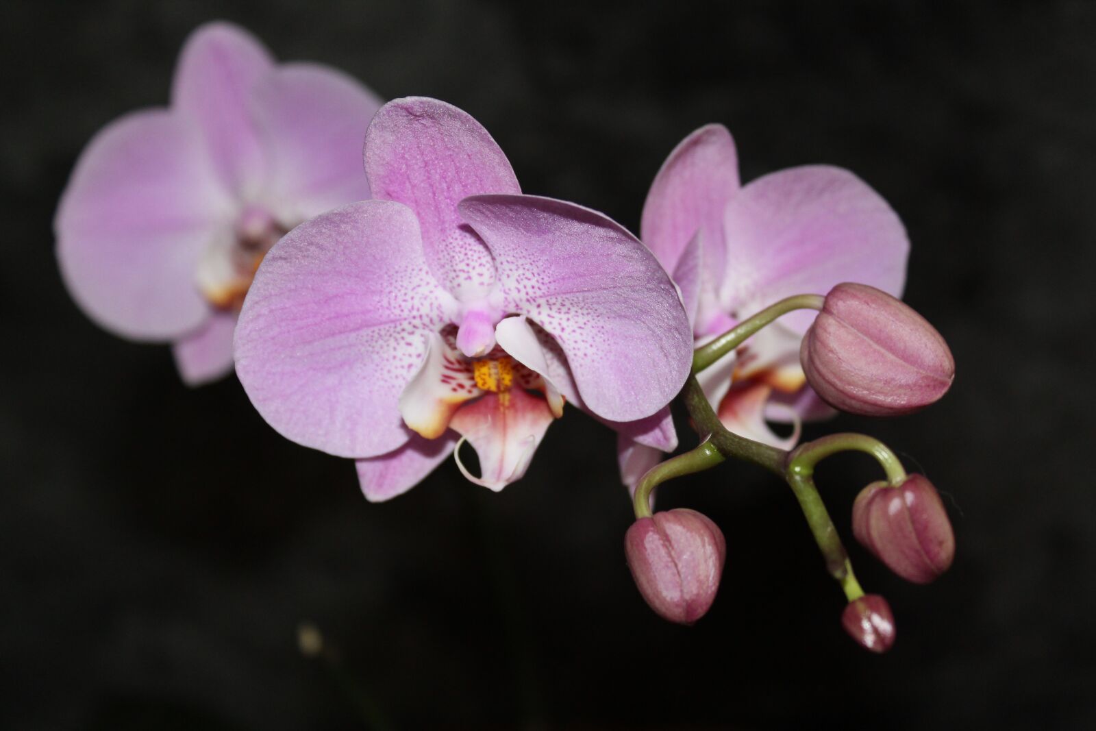 Canon EOS 1300D (EOS Rebel T6 / EOS Kiss X80) sample photo. Orchid, flora, flowering photography