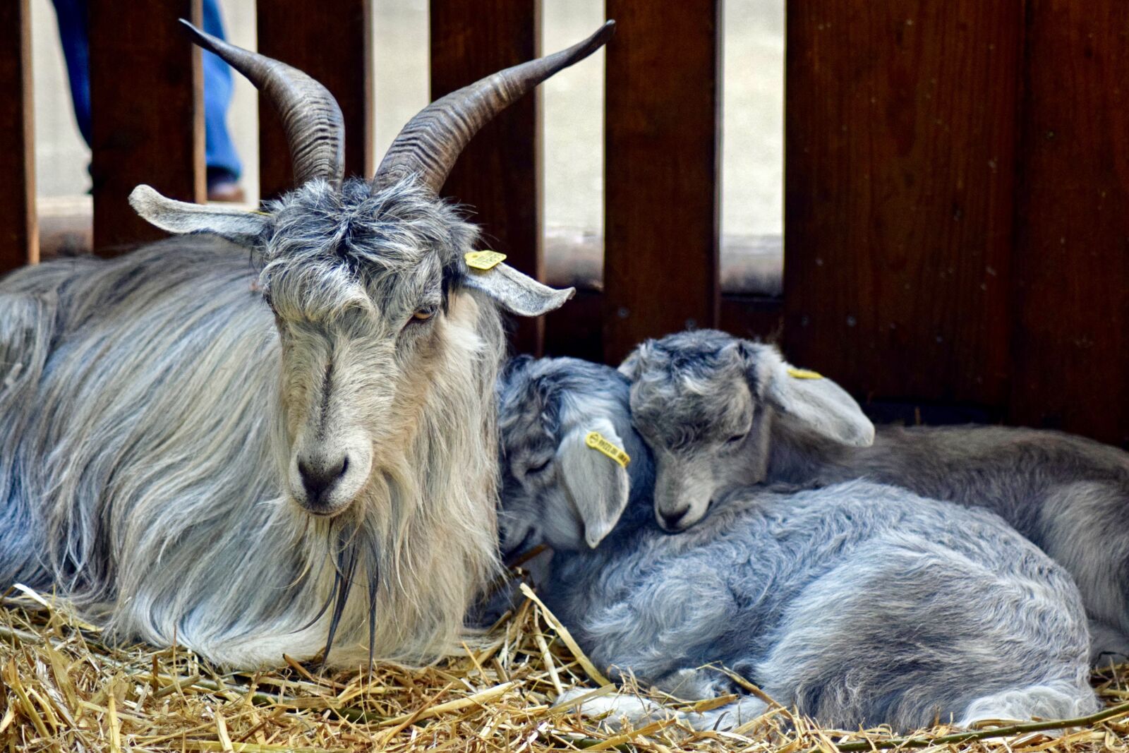 Nikon D3300 sample photo. Tajik wool goat, goat photography