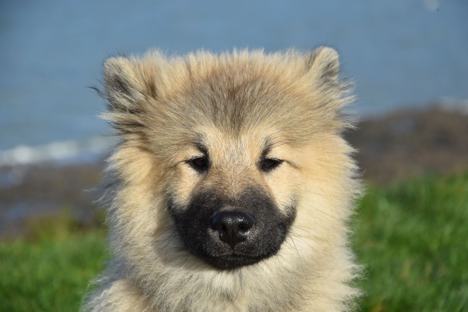 Nikon D5600 sample photo. Dog, pup, puppy photography