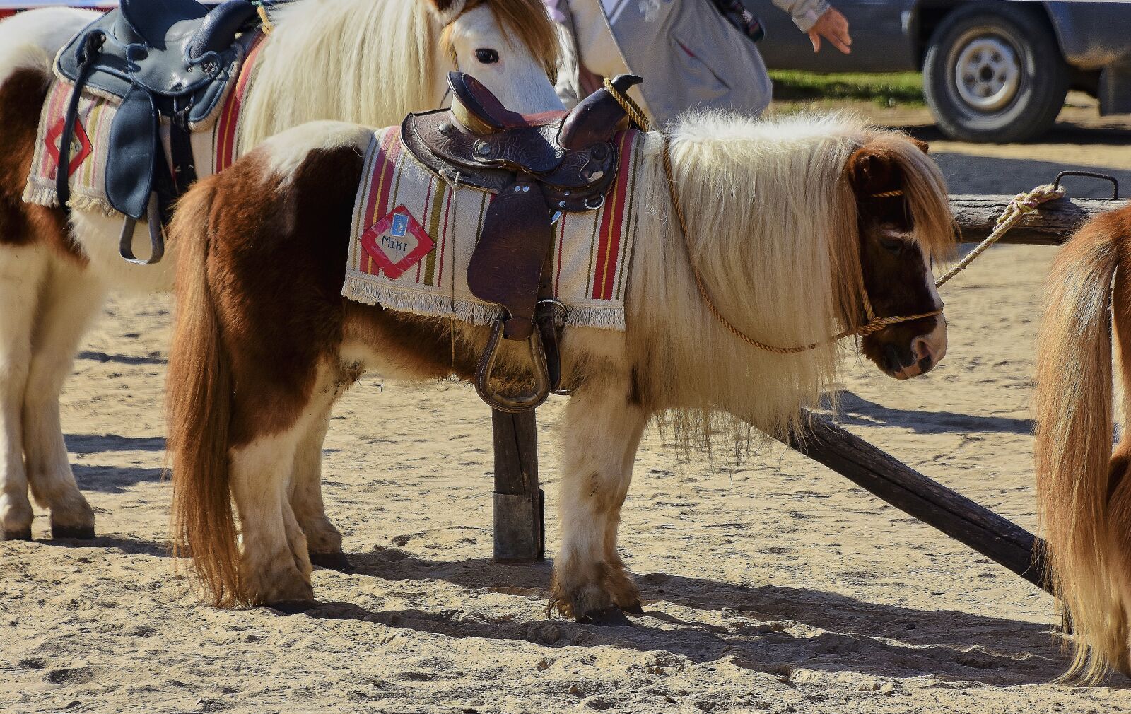Nikon D7200 sample photo. Pony, horse, animals photography