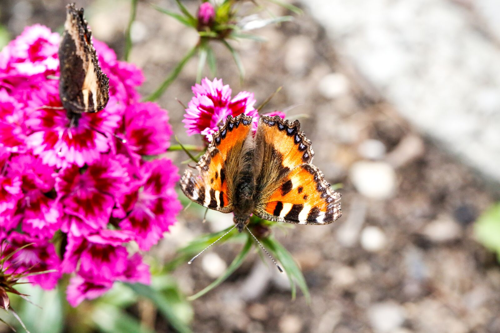 Canon EF 100mm F2.8L Macro IS USM sample photo. Butterfly, flower, nature photography