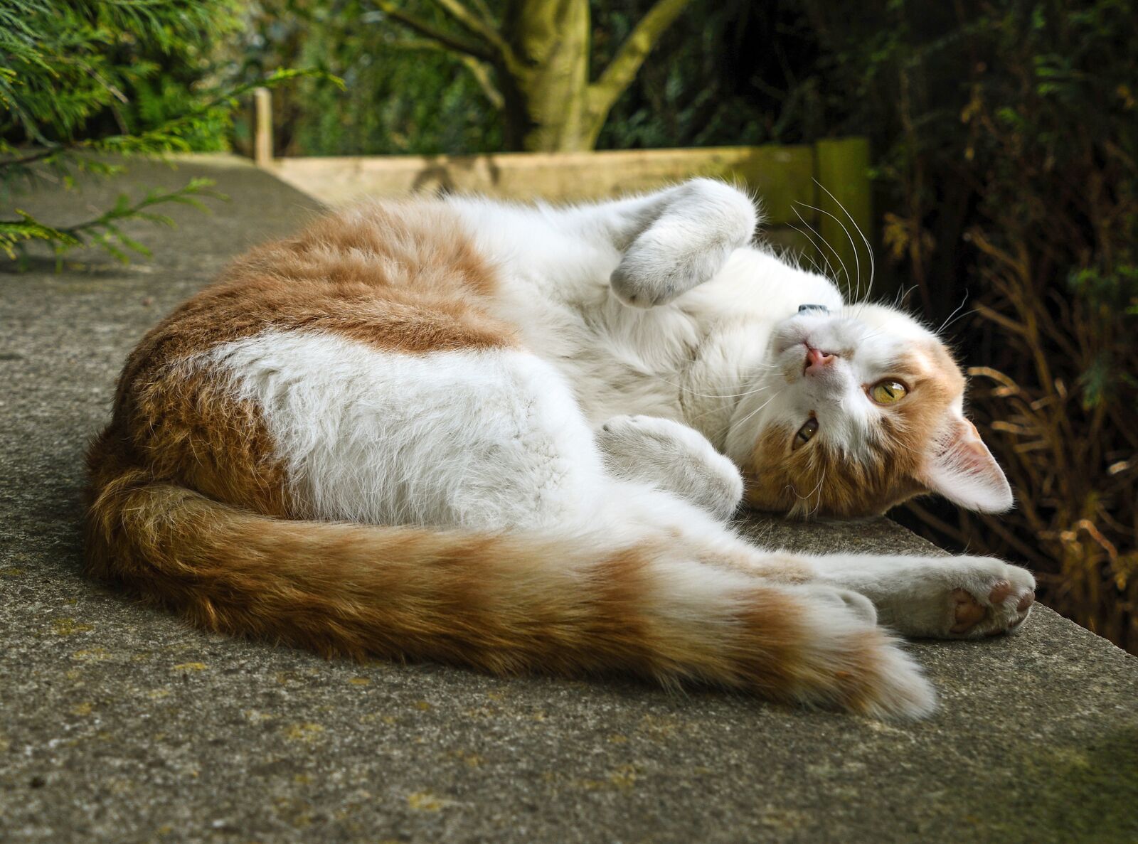 Nikon D500 sample photo. Cat, lying, lounge photography