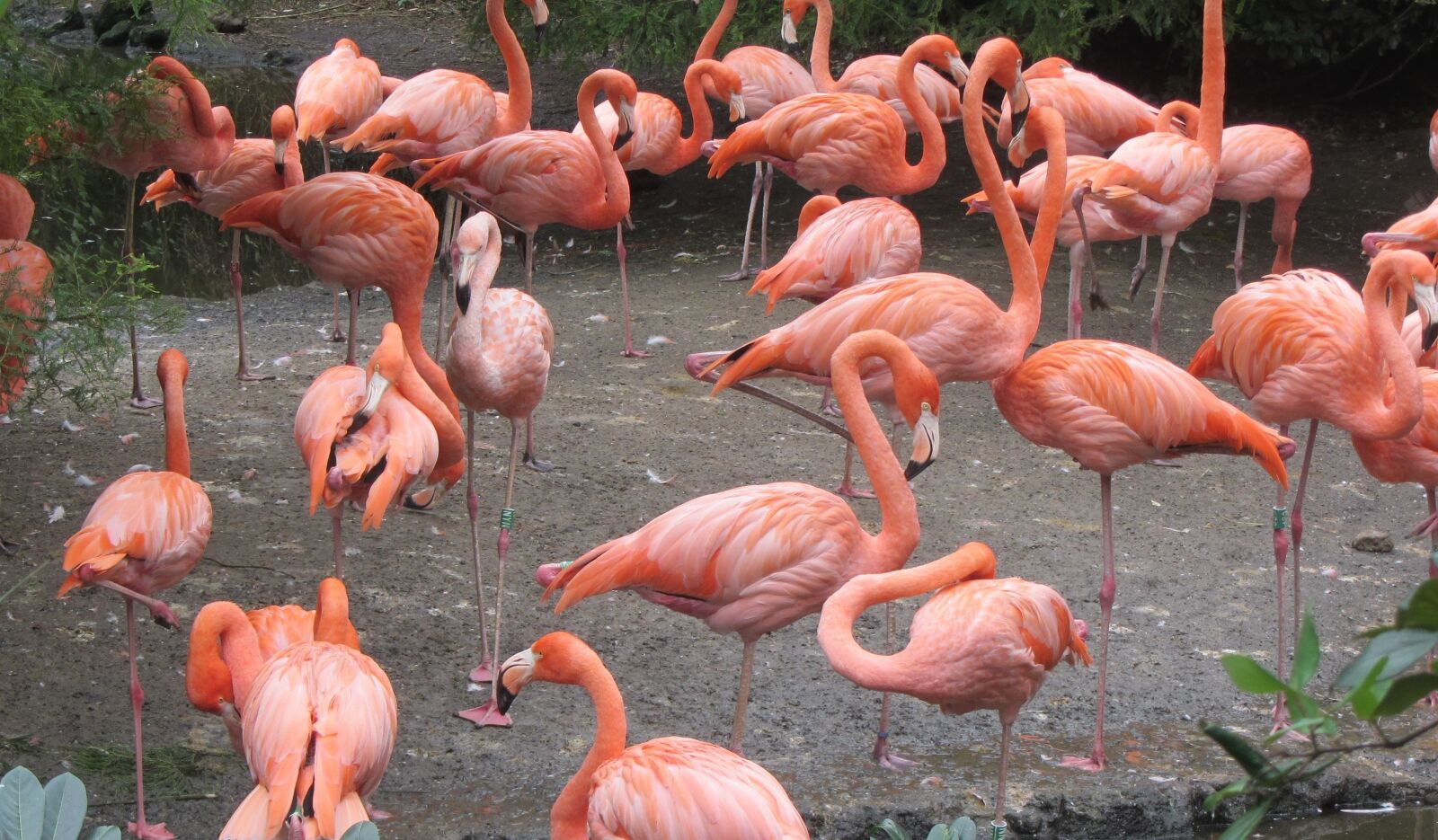 Canon PowerShot SX220 HS sample photo. Flamingo, pink flamingo, pink photography