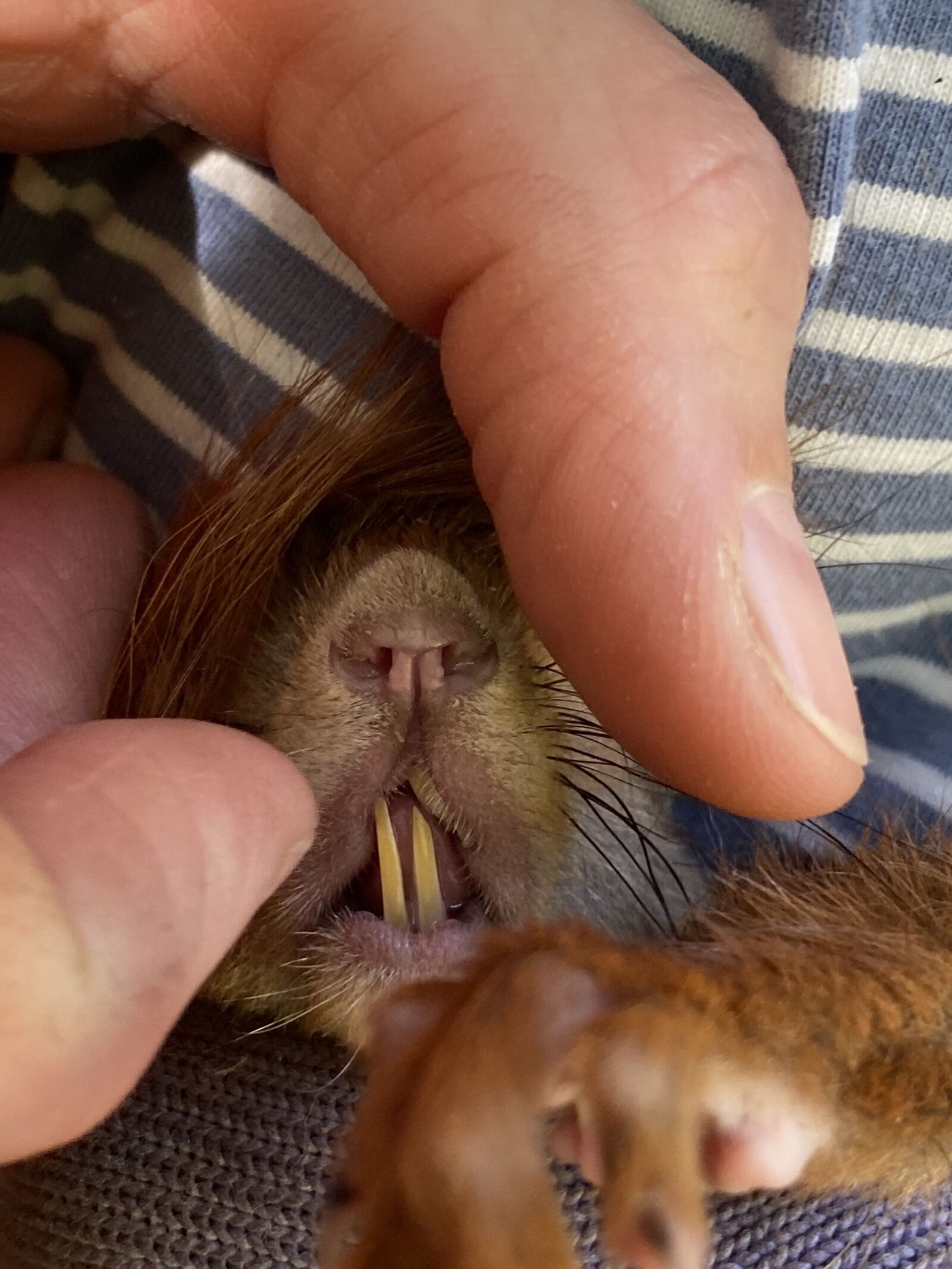 Apple iPhone 11 Pro Max sample photo. Squirrel, biodiversity, wild animal photography