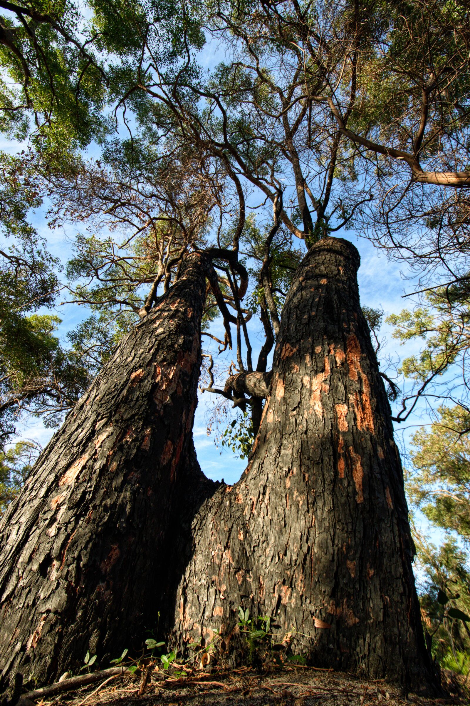 Nikon D3300 sample photo. Australian, jarrah, burnt photography
