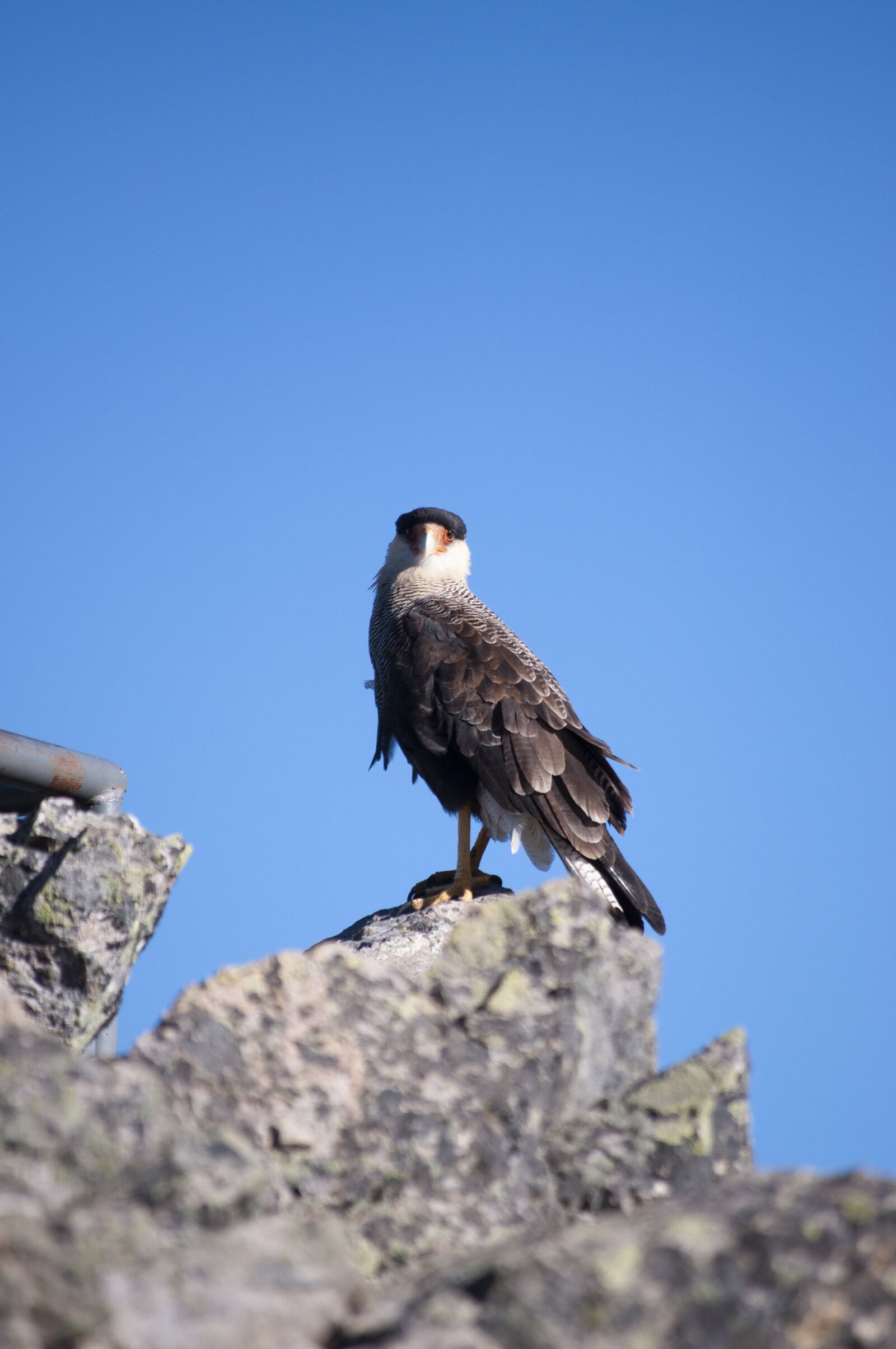 Nikon D5000 sample photo. Nature, animal, animals photography