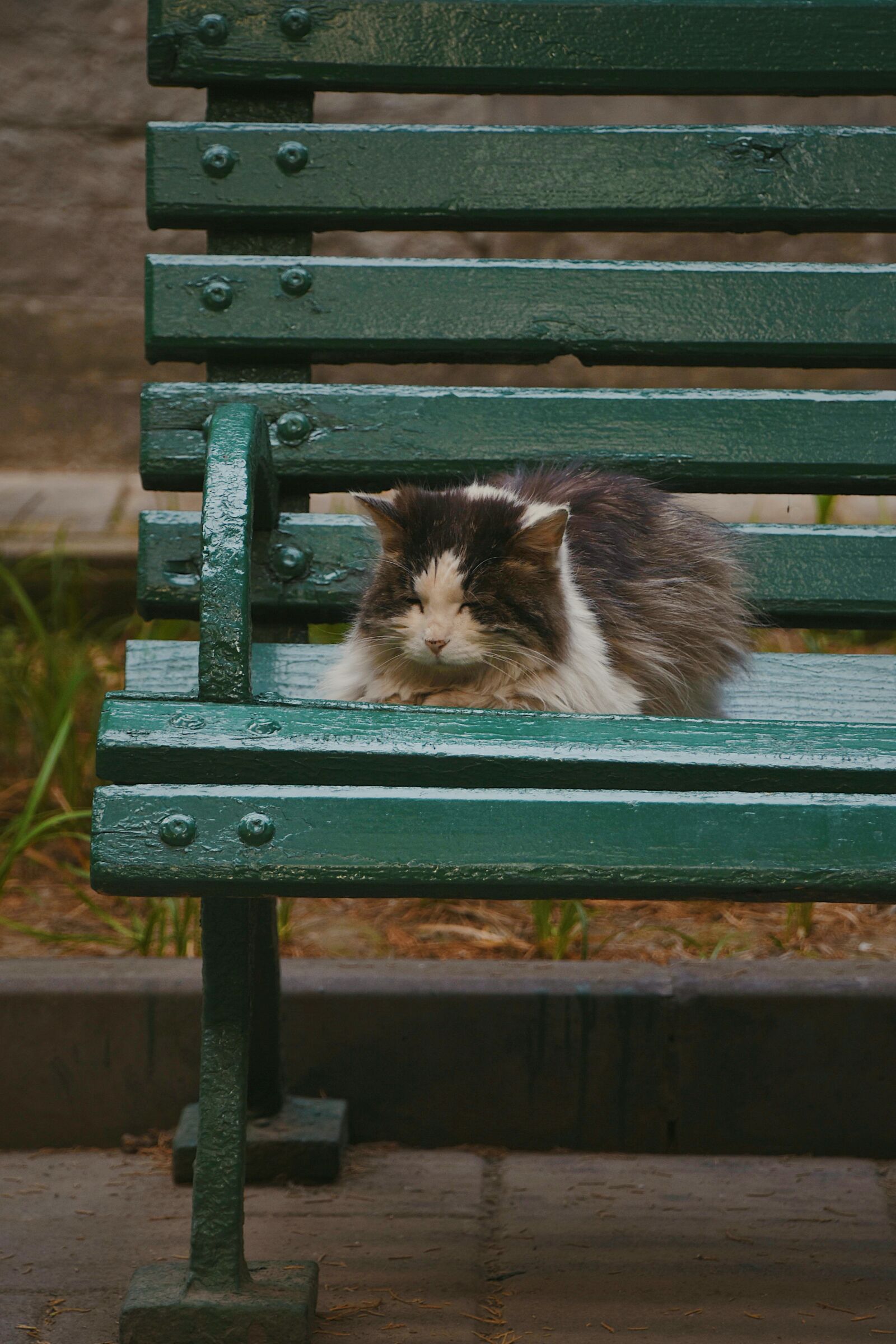 Nikon D7200 sample photo. Cat, chair, cute photography