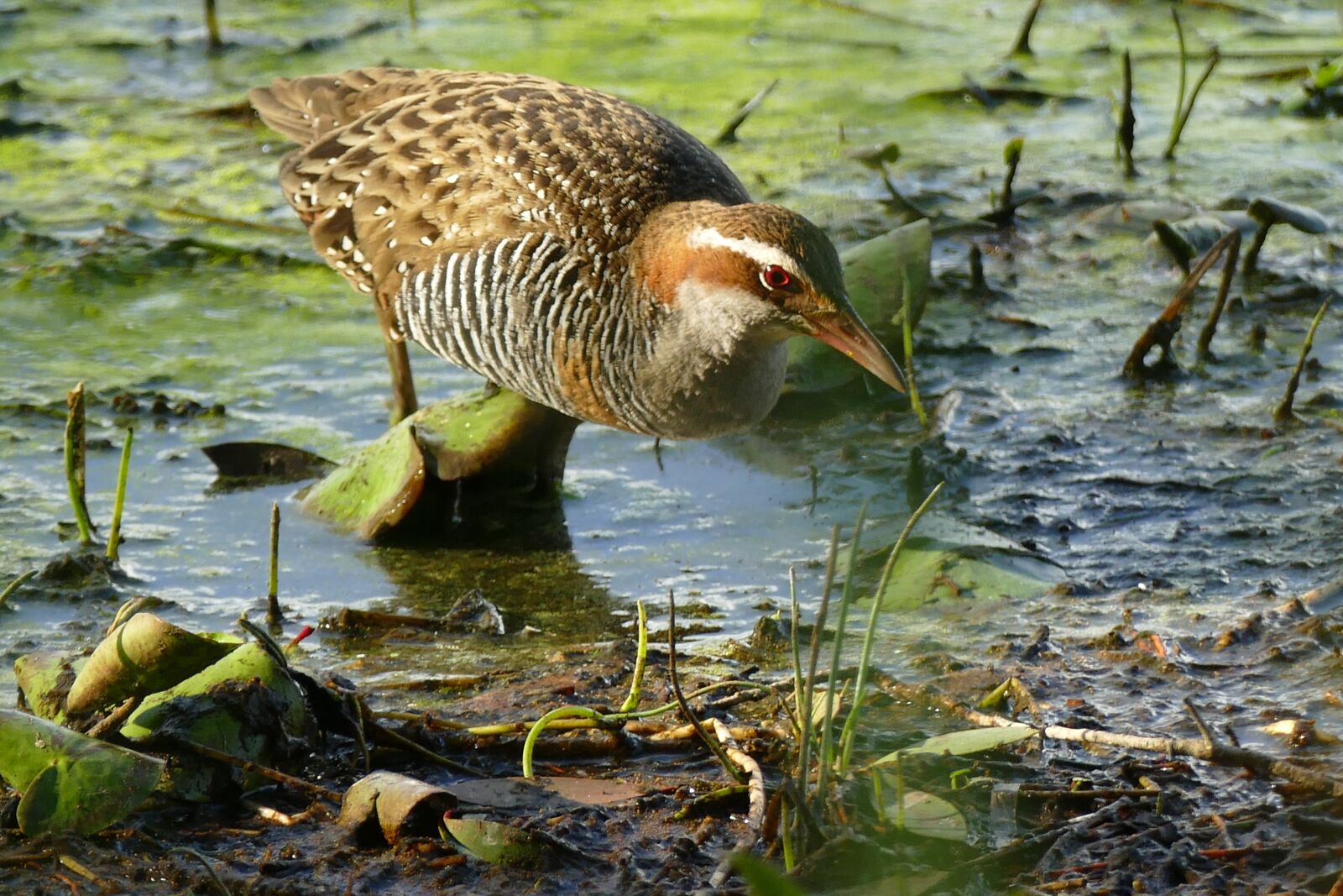 Panasonic Lumix DMC-FZ1000 sample photo. Buff, banded, rail photography