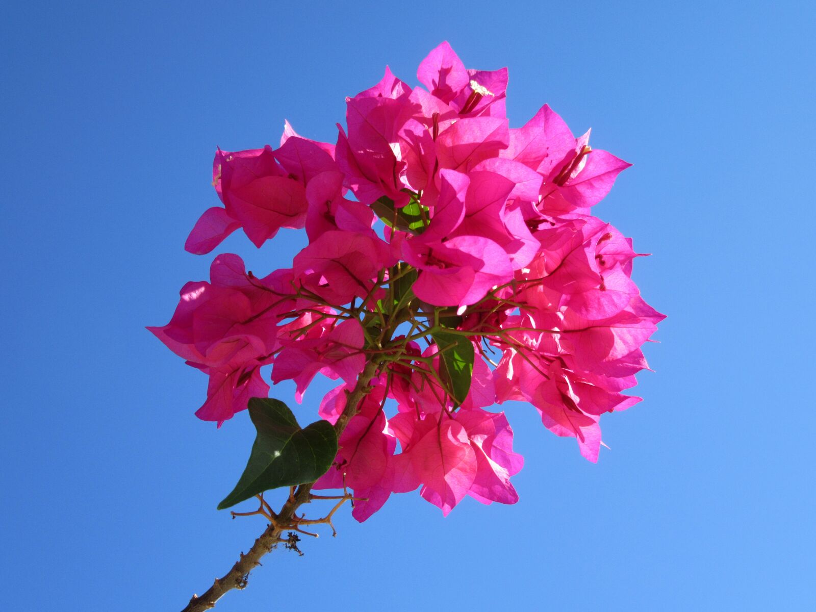 Canon PowerShot SX610 HS sample photo. Bougainvillea, close up, tropical photography