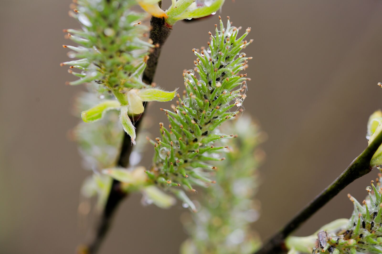 Canon EOS 6D sample photo. Nature, flower, plant photography