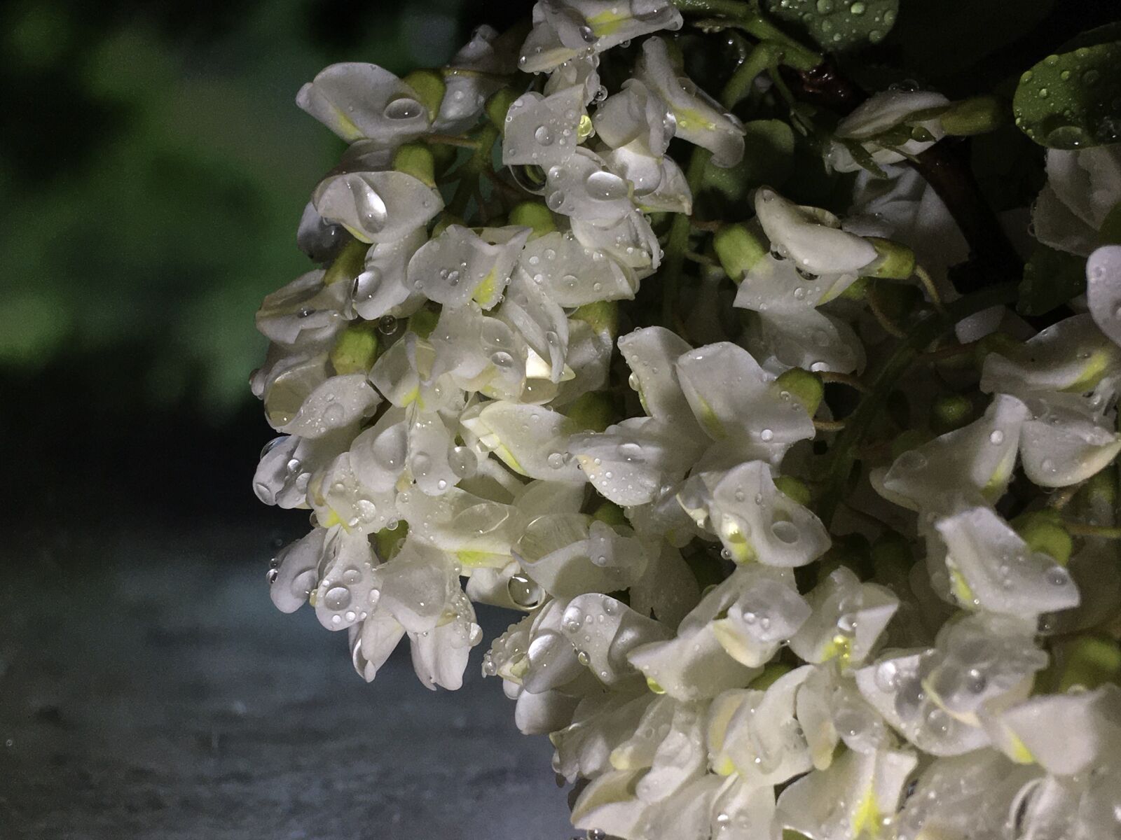 Apple iPhone 6s Plus sample photo. Acacia flowers, tree, white photography