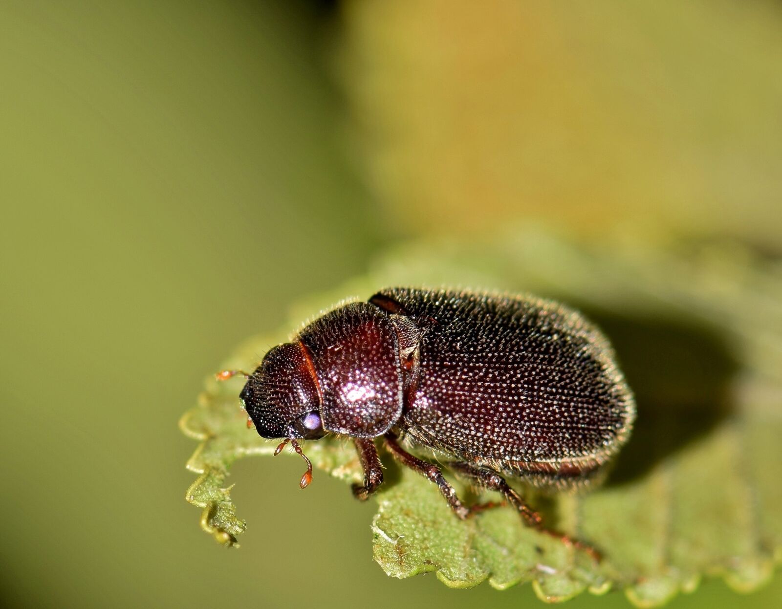 Nikon D5300 sample photo. June bug, beetle, insect photography