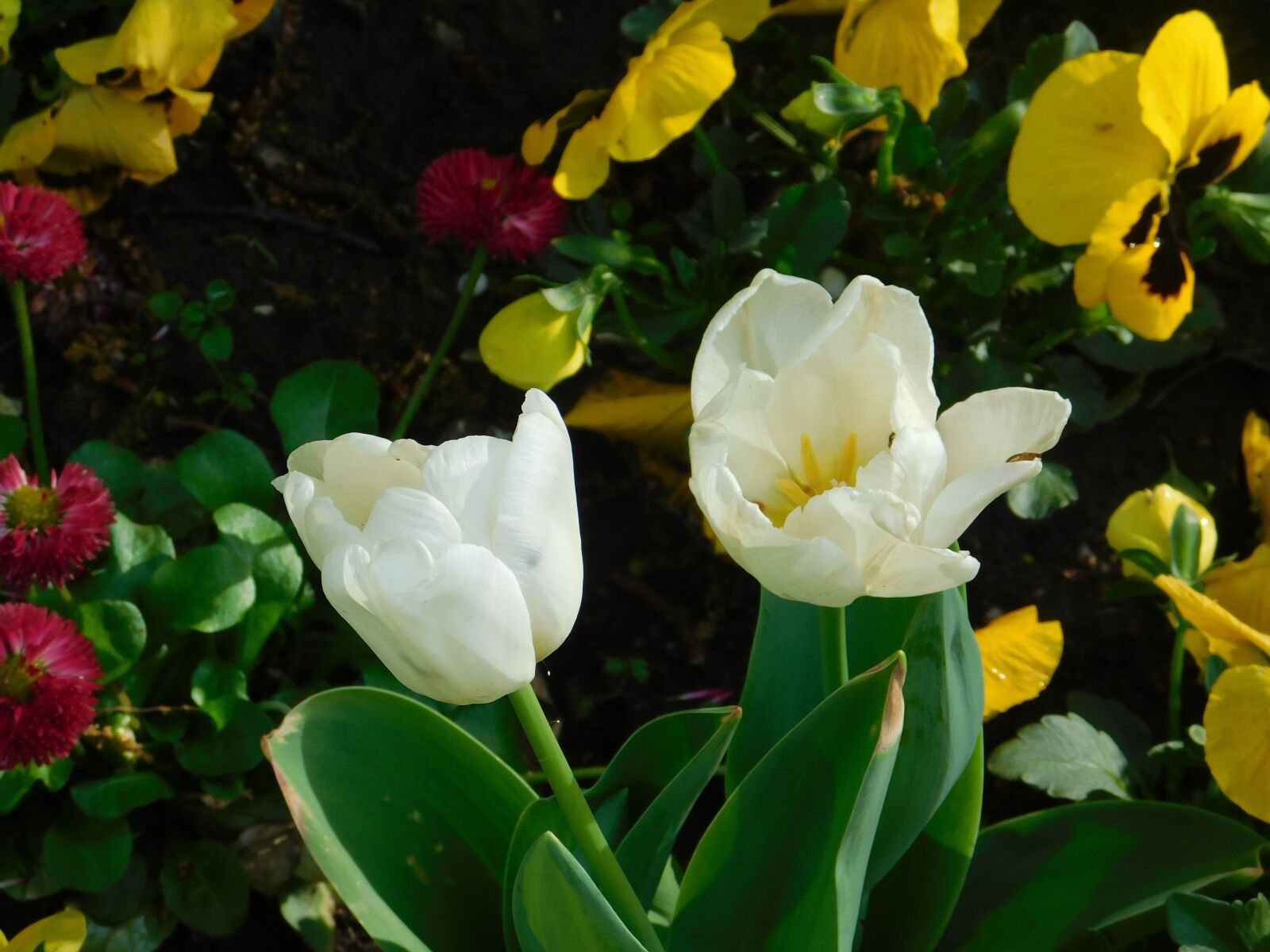 Nikon Coolpix B500 sample photo. Flower, blossom, bloom photography