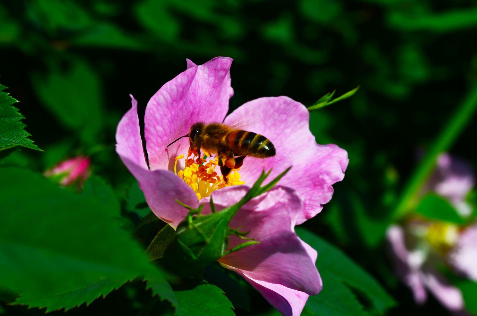 Nikon D5100 sample photo. Bee, flower, rose hip photography
