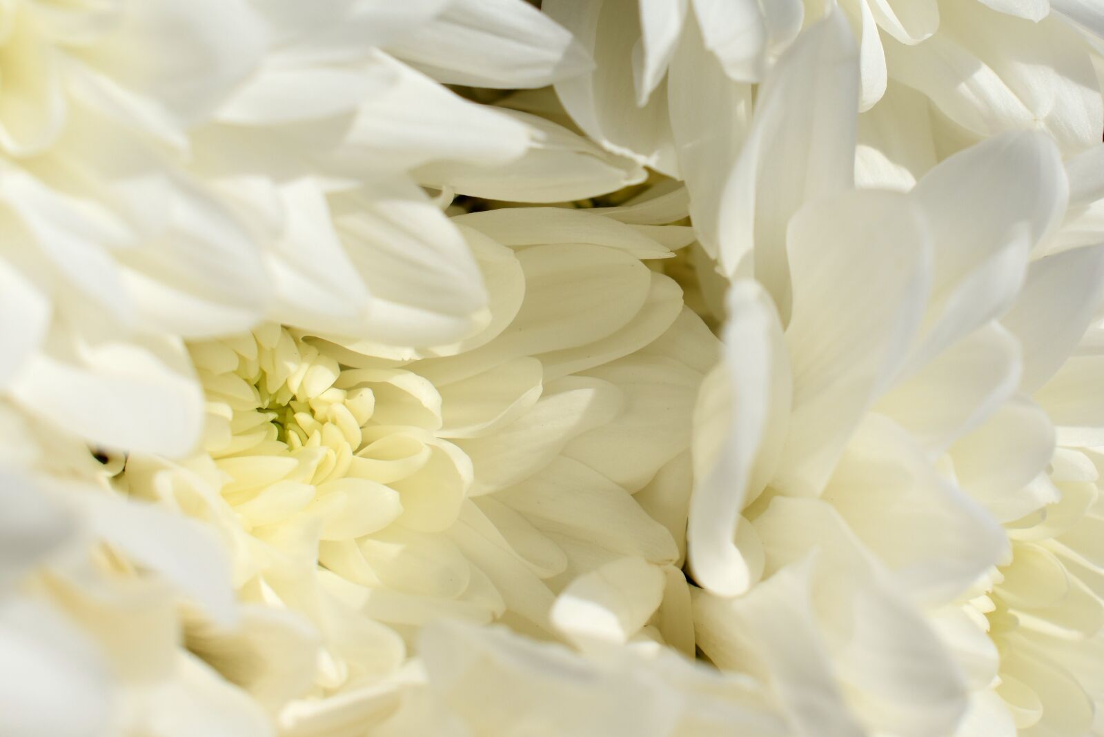 Nikon D3400 sample photo. Flower, nature, plant photography