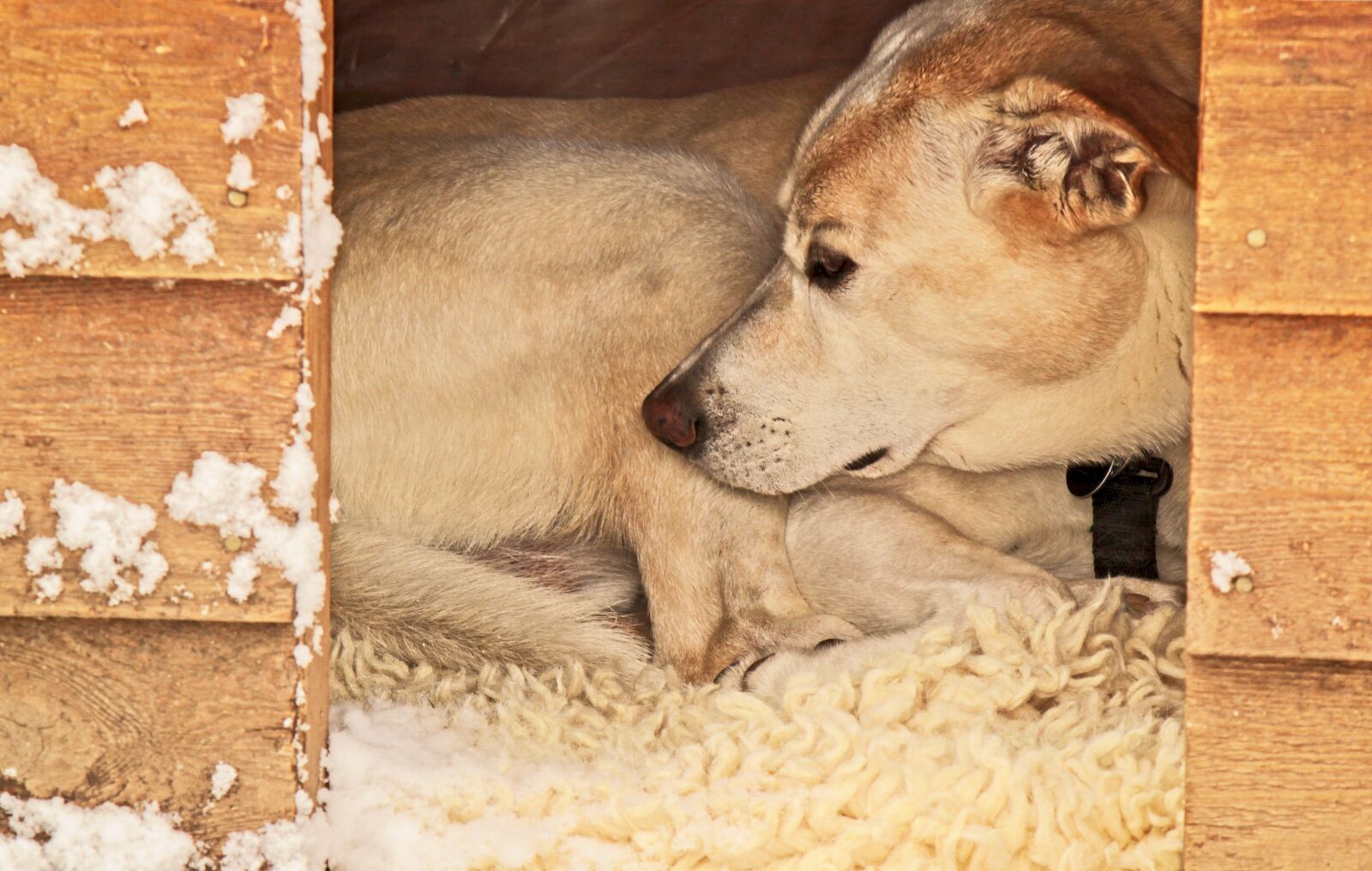Canon EOS 550D (EOS Rebel T2i / EOS Kiss X4) sample photo. Dog, dog house, shelter photography