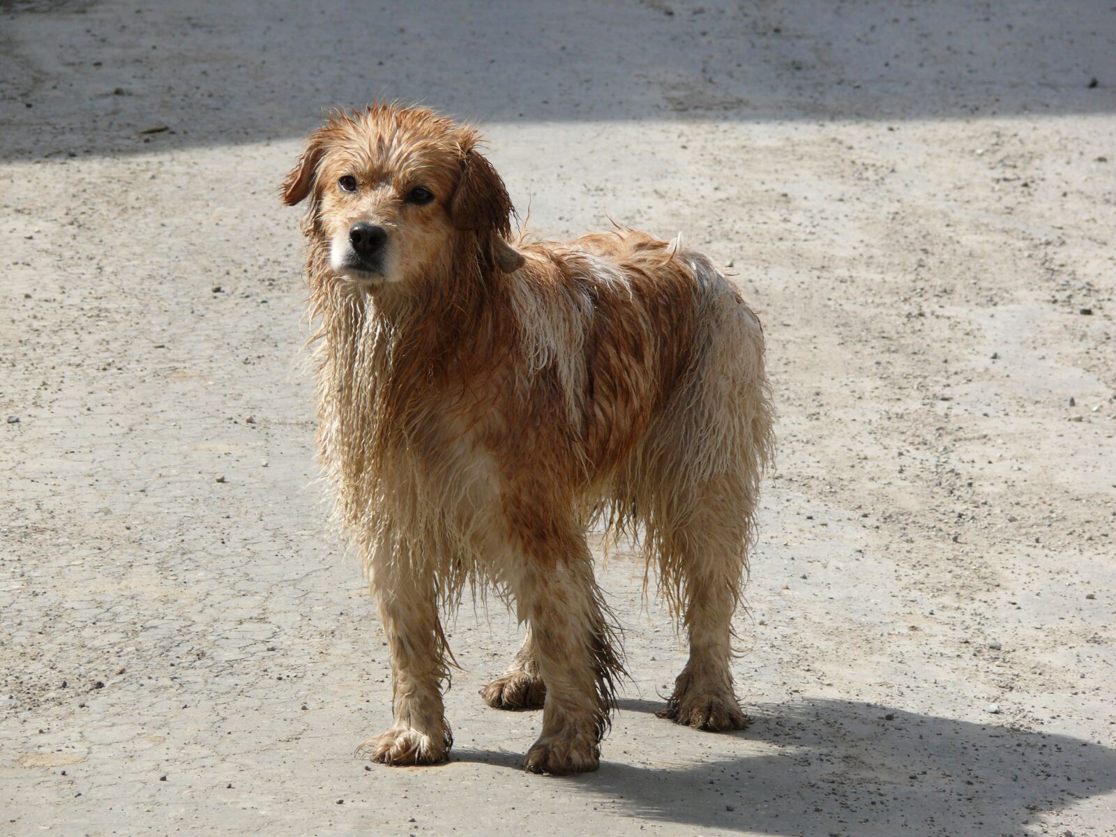 Panasonic DMC-FZ50 sample photo. Dog, a stray dog photography