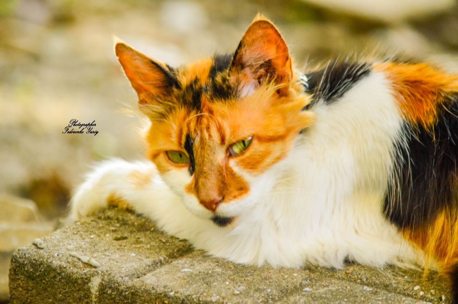 Nikon D3200 sample photo. природа, животные, кошки photography