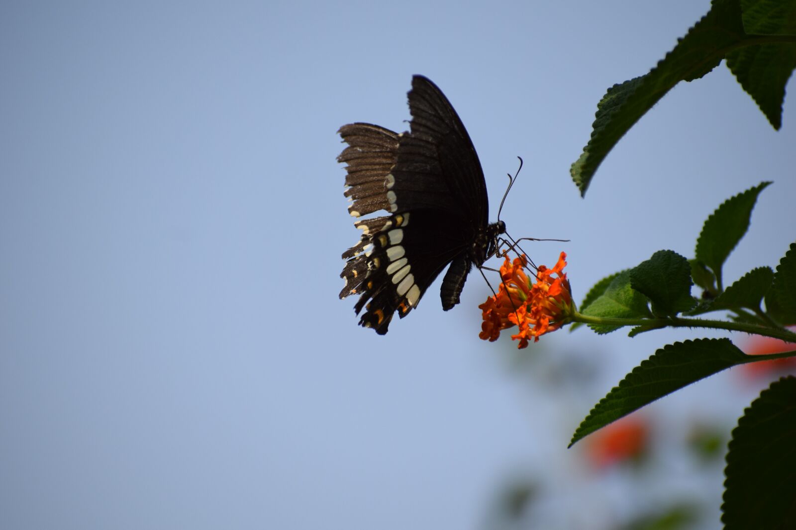 Nikon D3300 sample photo. Butterfly, flowers, insect photography