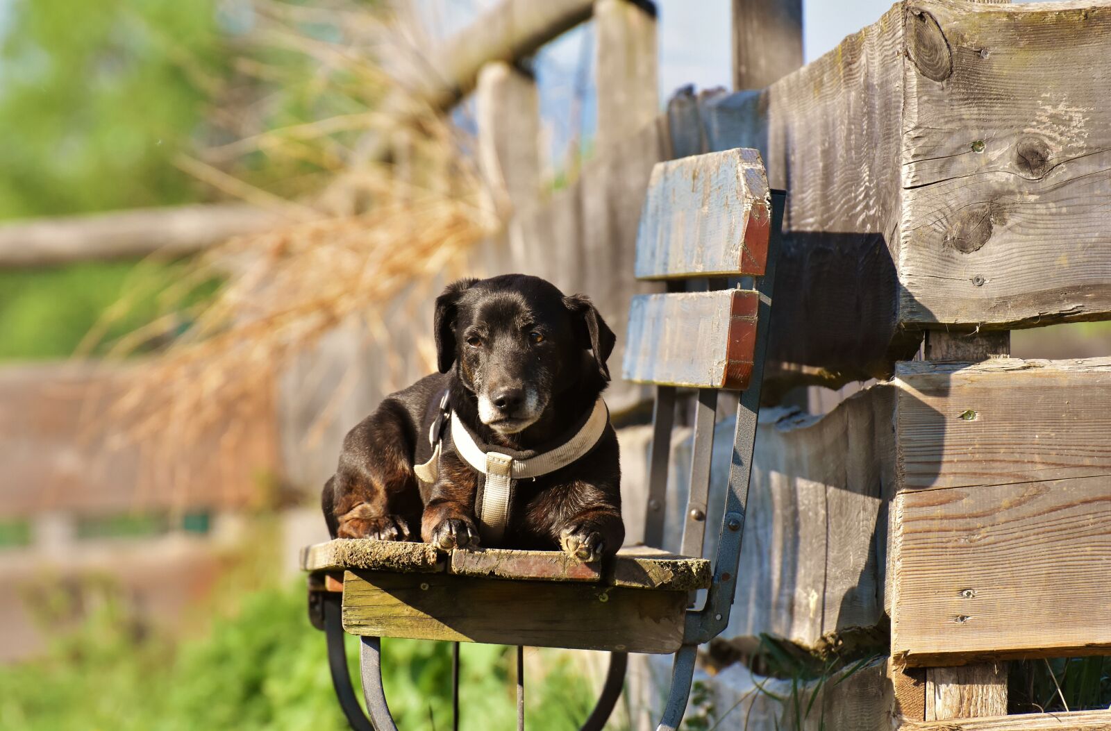 Nikon D7200 sample photo. Dog, fur, animal photography