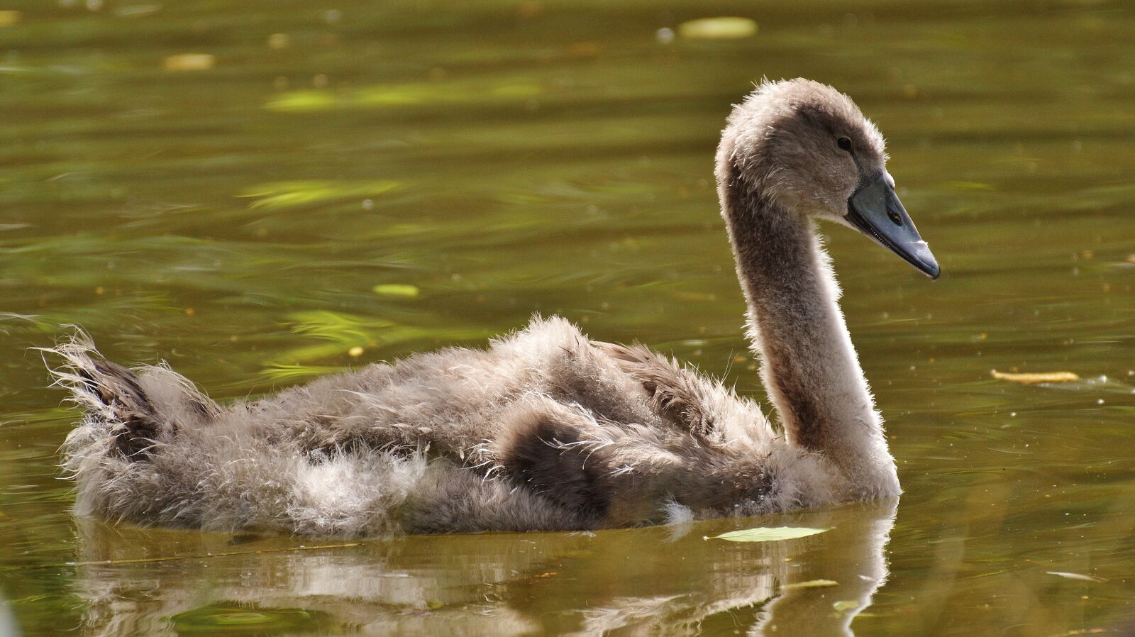 Nikon D3200 sample photo. Swan, young animal, bird photography