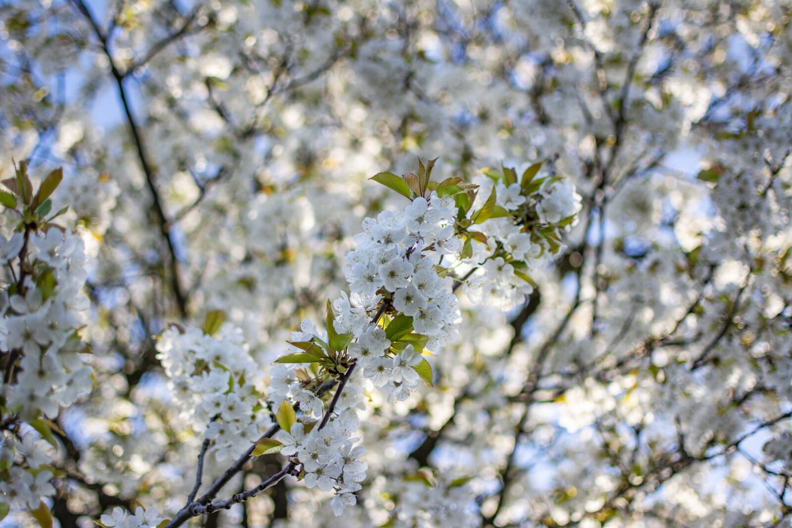 Nikon D5200 sample photo. Cherry, spring, tree photography