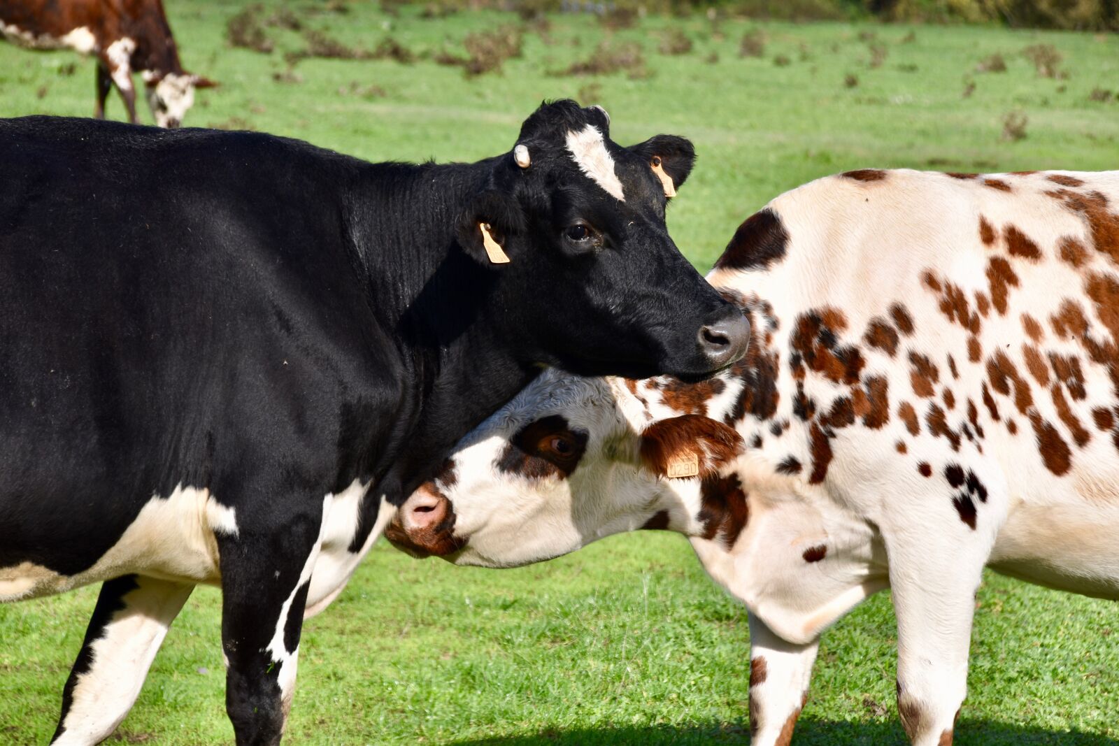 Nikon D5600 sample photo. Cow, cow breton, cow photography