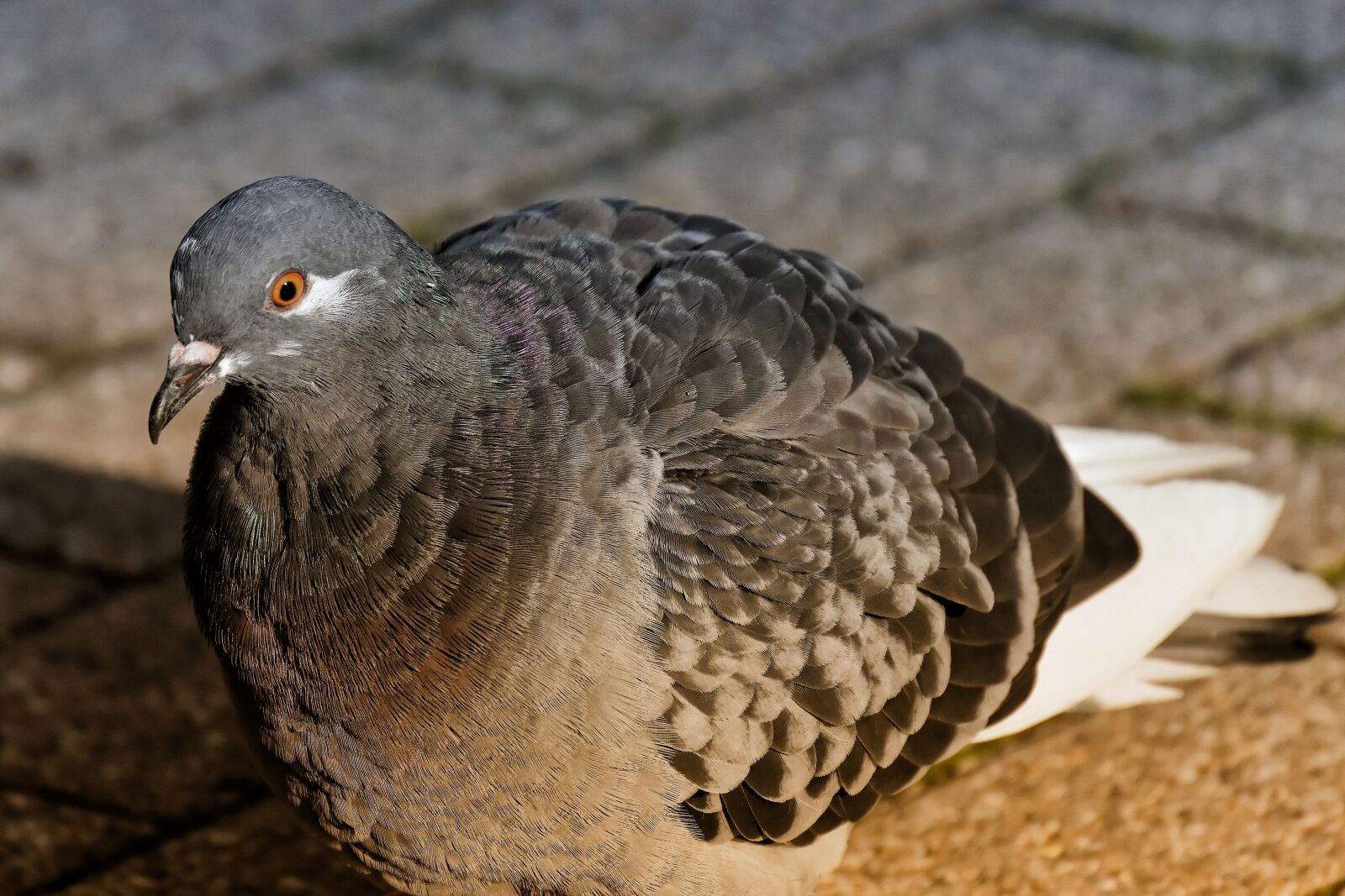 Nikon D7200 sample photo. Dove, bird, animal world photography