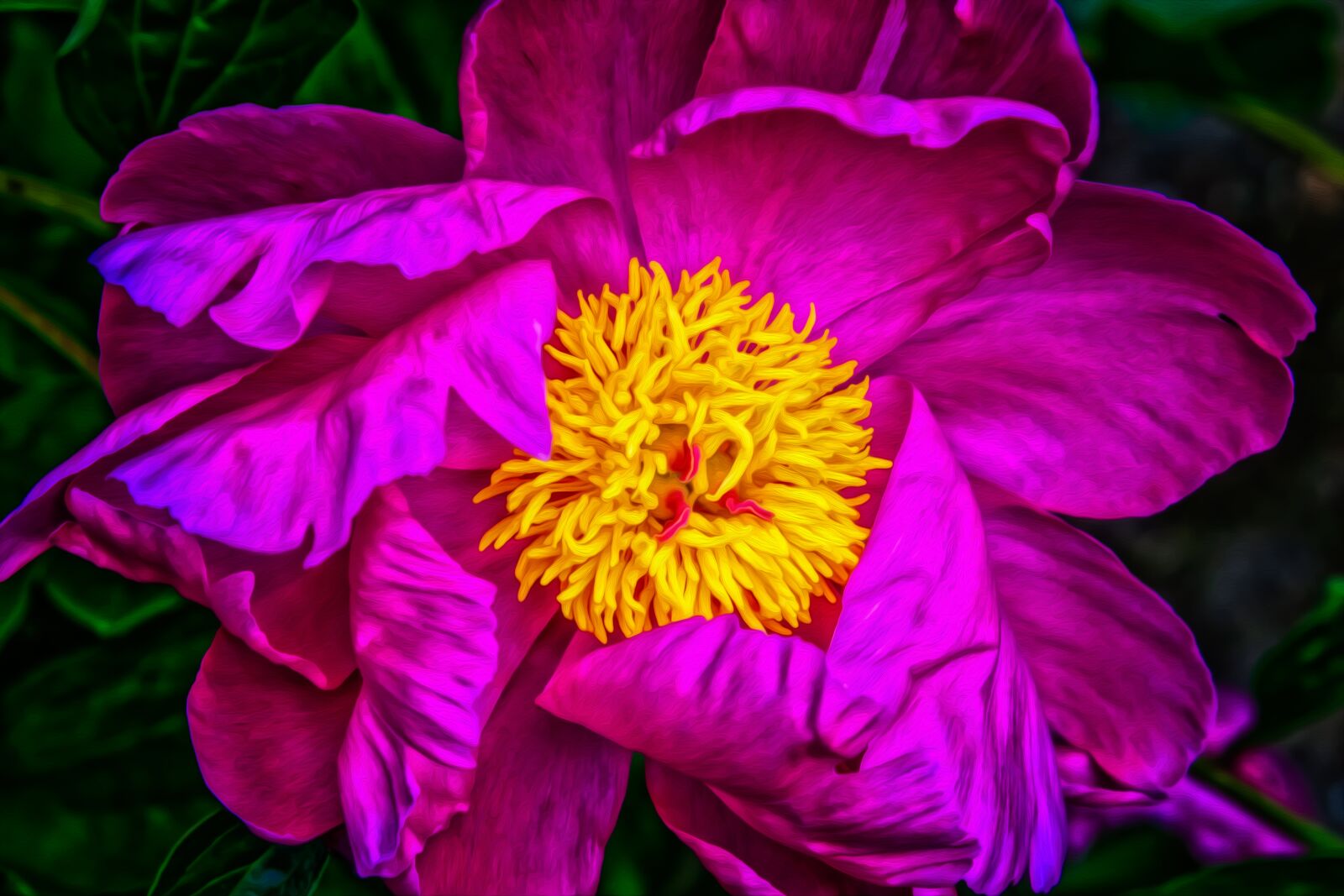 Nikon D3300 sample photo. Flower, rose, peony photography