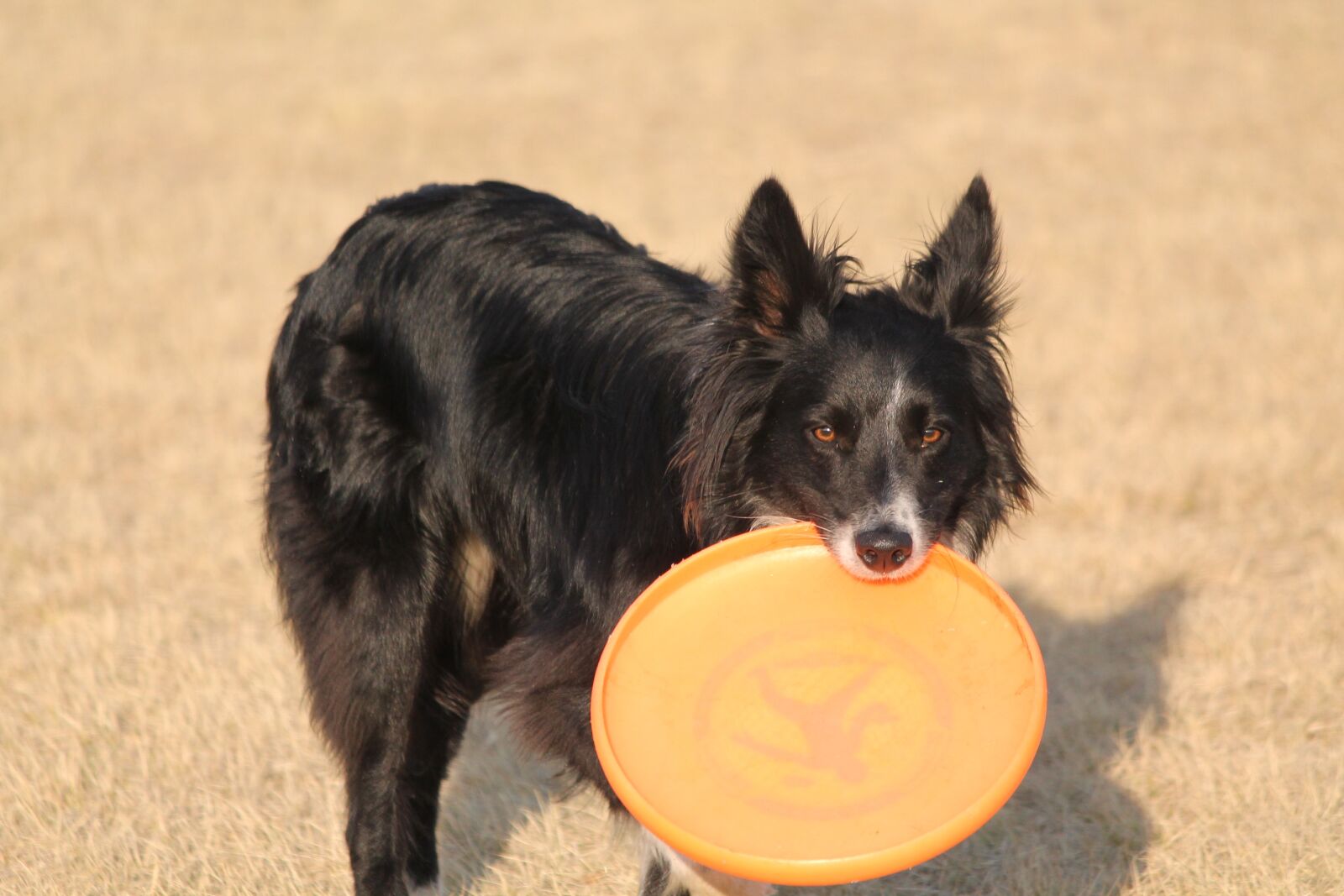 Canon EOS 1100D (EOS Rebel T3 / EOS Kiss X50) sample photo. Dog, border collie, playful photography