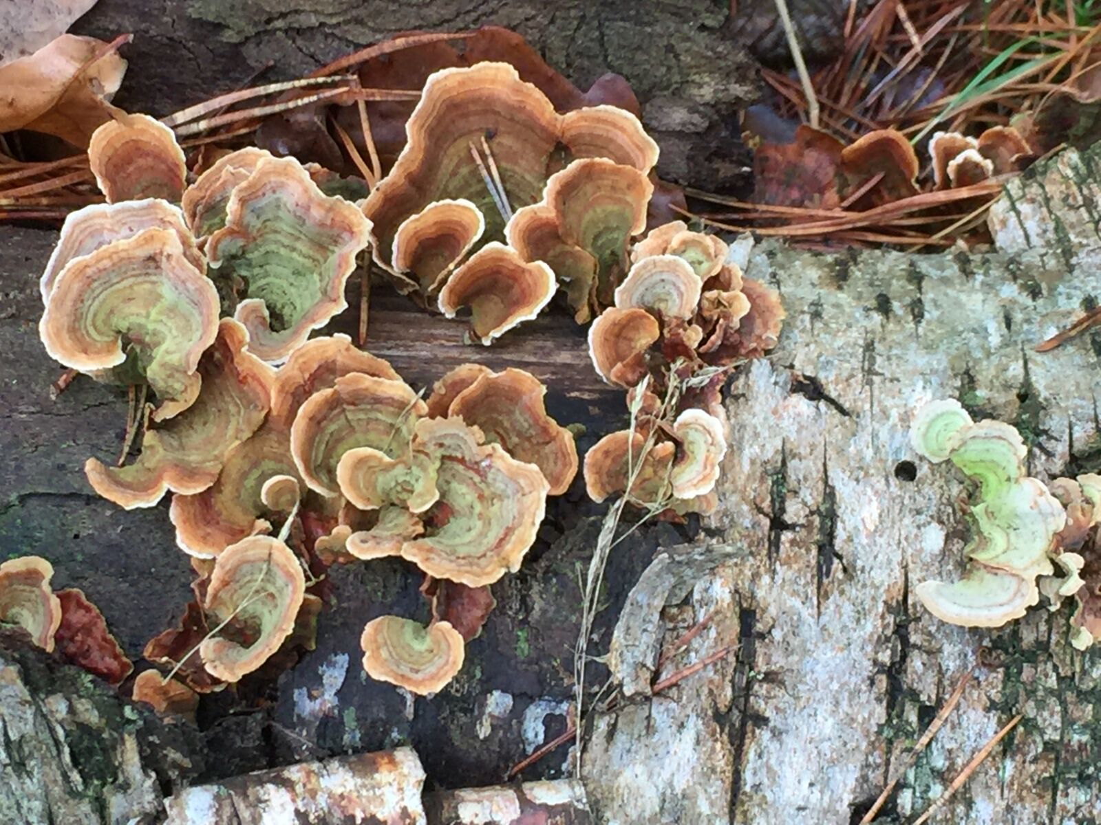 iPhone 6 Plus back camera 4.15mm f/2.2 sample photo. Nature, mushroom, autumn photography