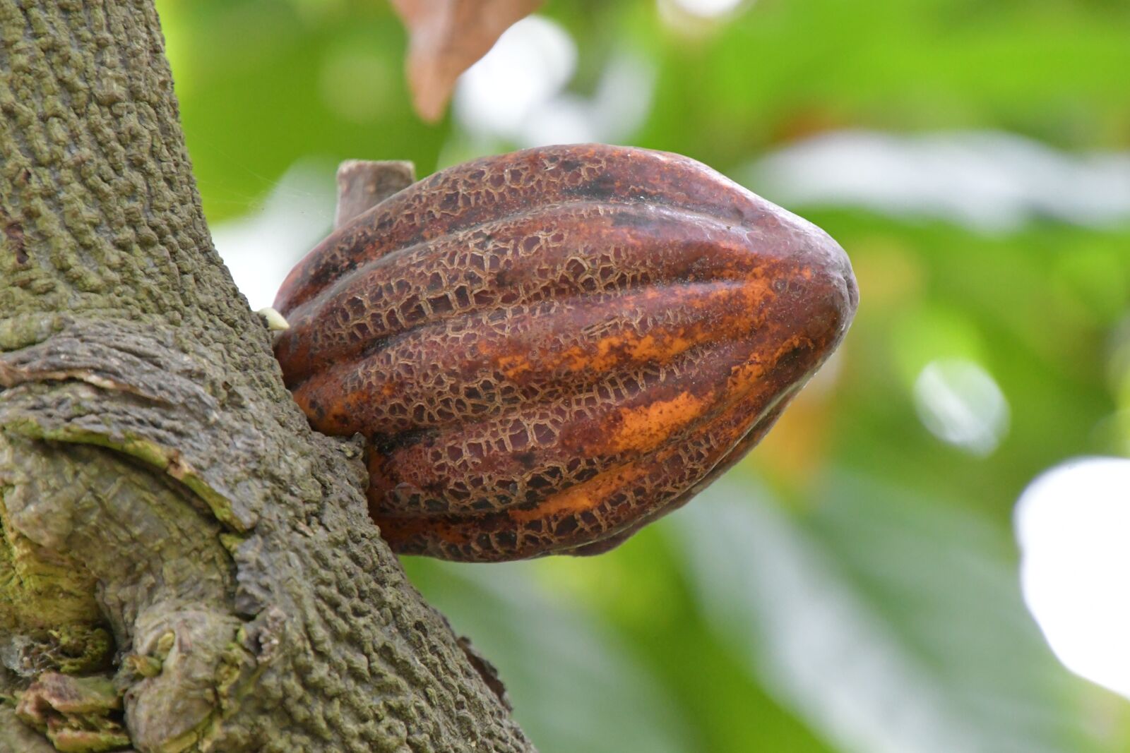 Nikon D7500 sample photo. Cacao, pod, nut photography