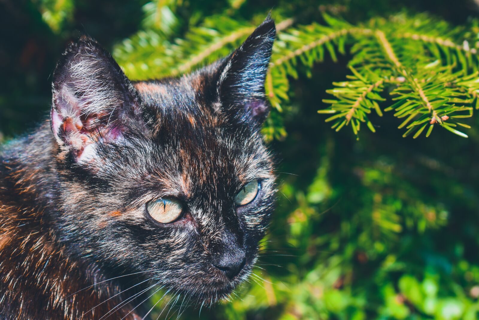 Nikon D3500 sample photo. Cat, green, kitten photography