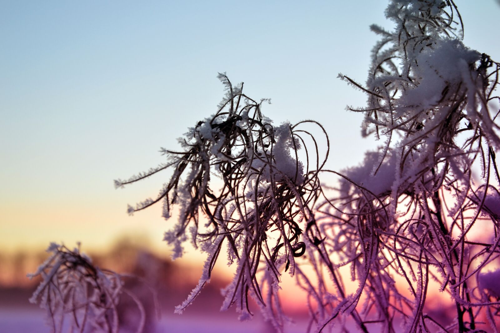Nikon D3200 sample photo. Frozen, winter, snow photography