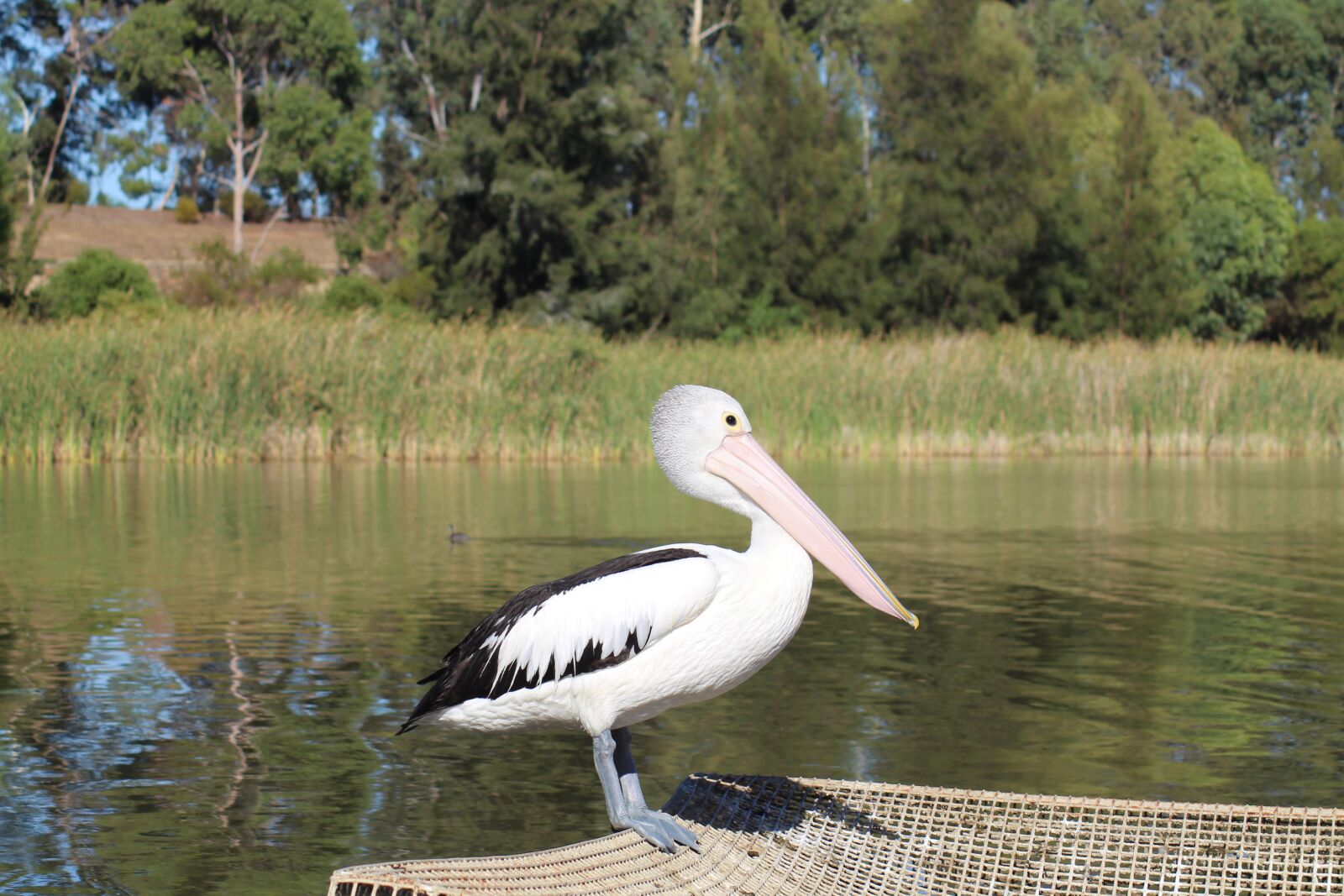 Canon EOS 700D (EOS Rebel T5i / EOS Kiss X7i) sample photo. Australian pelican, waterbird, pelecanus photography