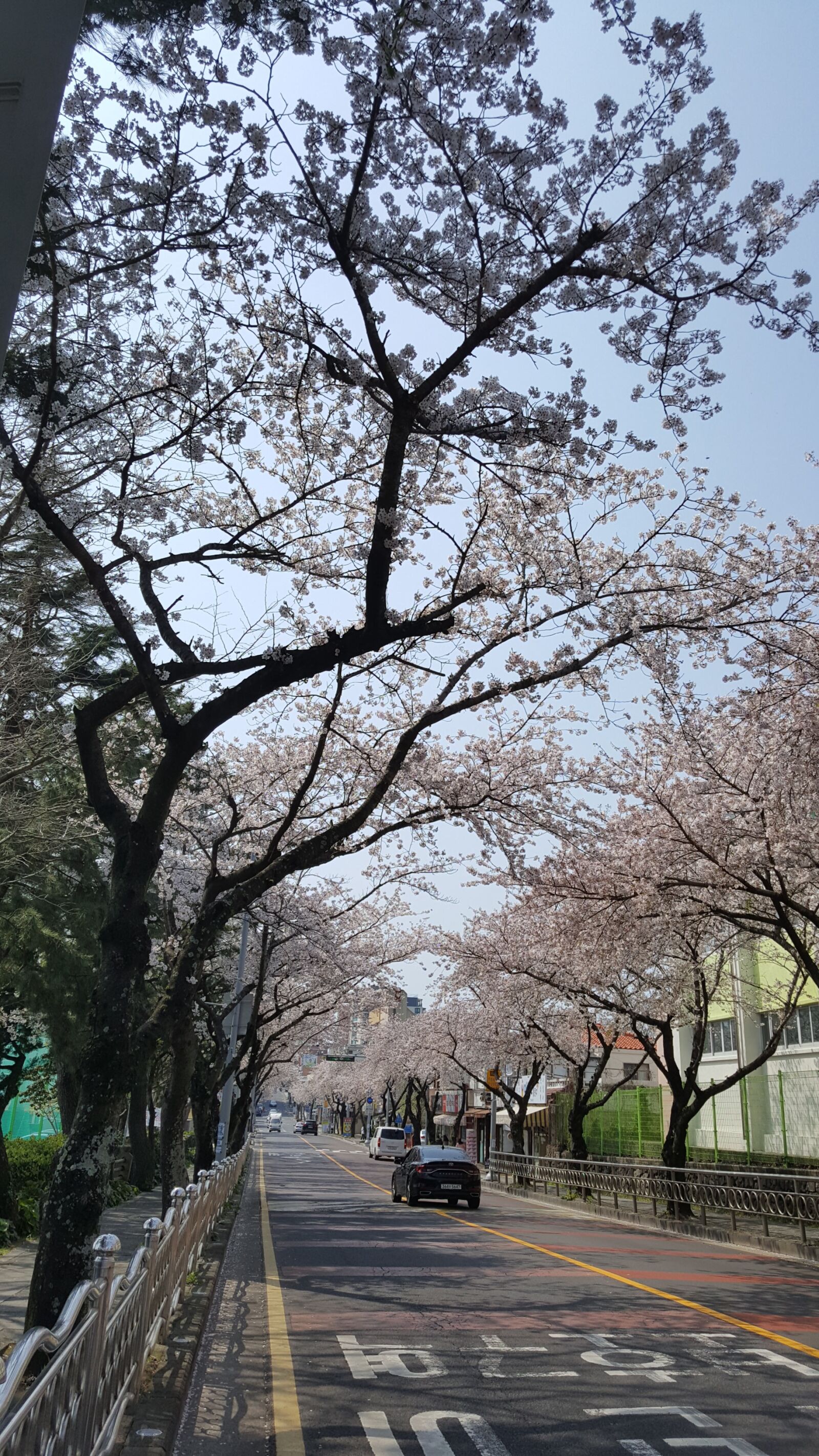 Samsung Galaxy Note5 sample photo. Jeju, cherry blossom, cherry photography
