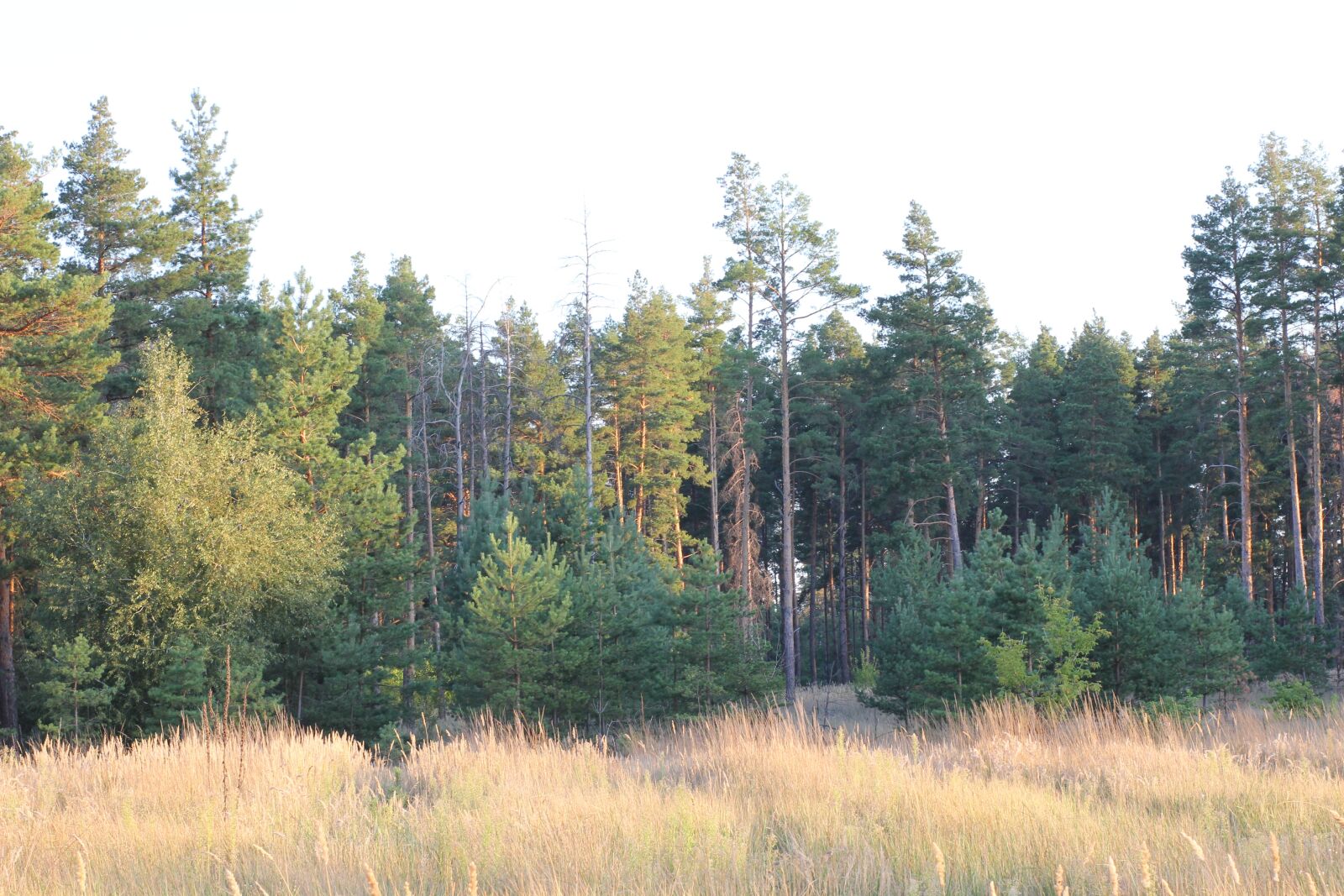 Canon EOS 550D (EOS Rebel T2i / EOS Kiss X4) sample photo. Pine, field, landscape photography