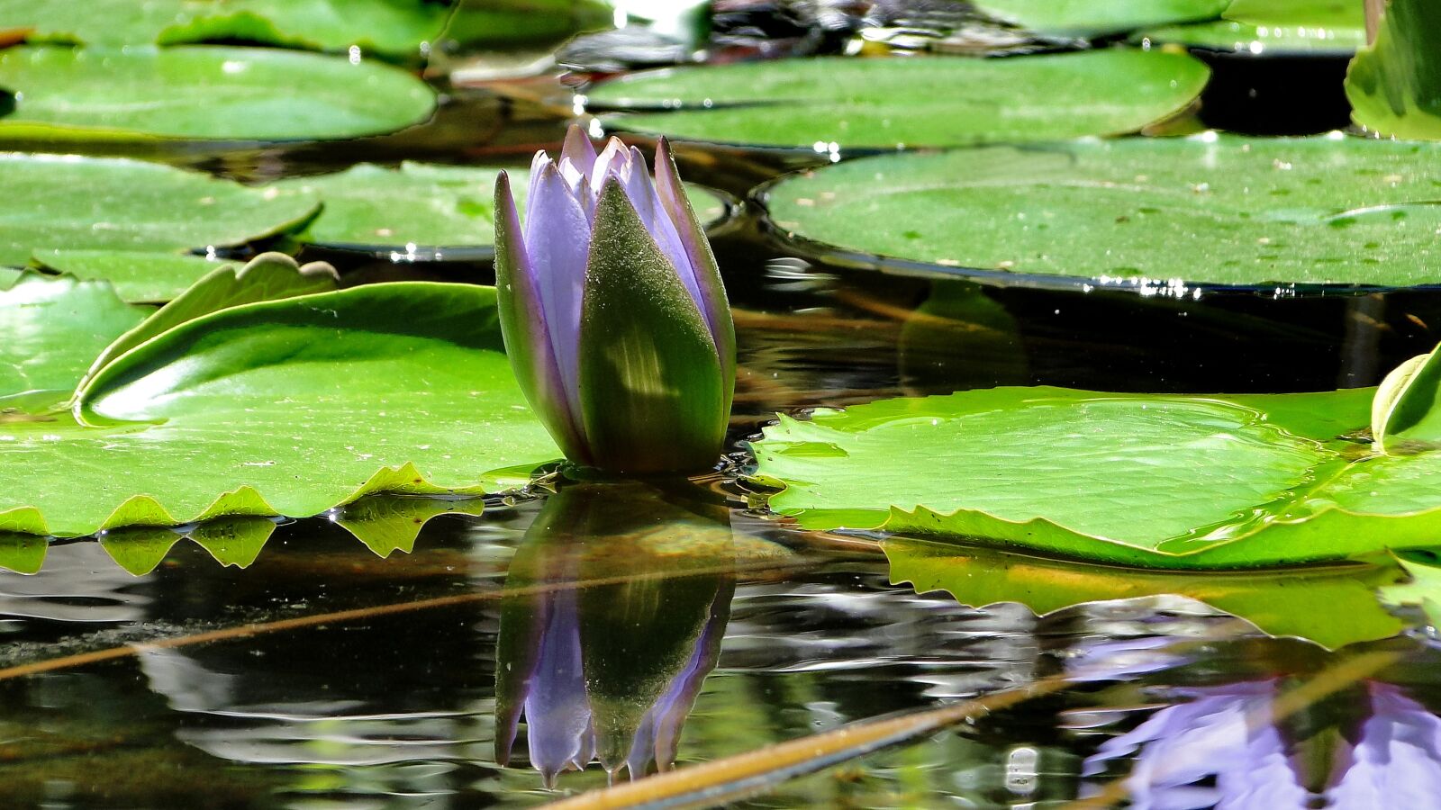 Sony Cyber-shot DSC-HX1 sample photo. Flower, lotus, summer photography