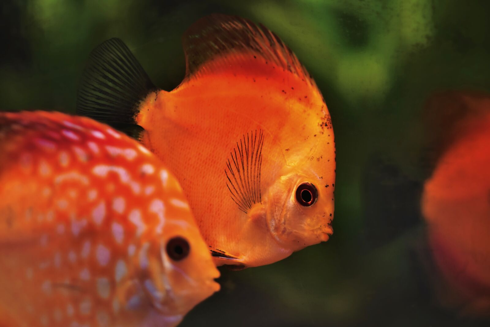 Nikon D7200 sample photo. Discus fish, discus cichlid photography