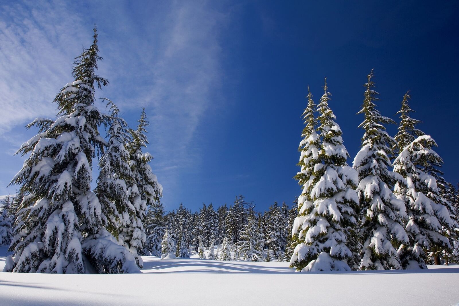Canon EOS 5D sample photo. Snow, forest, winter photography