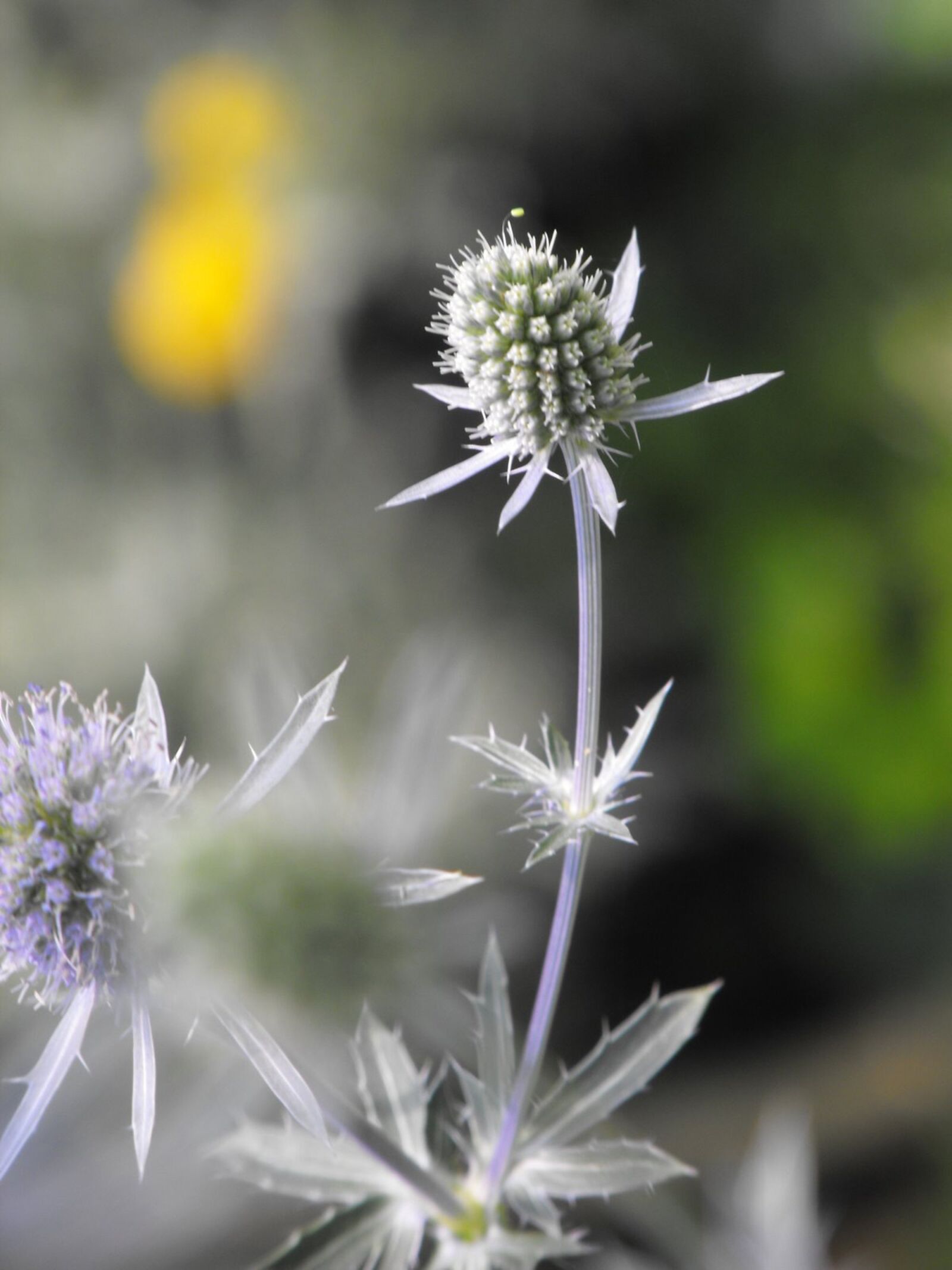 Fujifilm FinePix S1000fd sample photo. Thistle, flower, plant photography