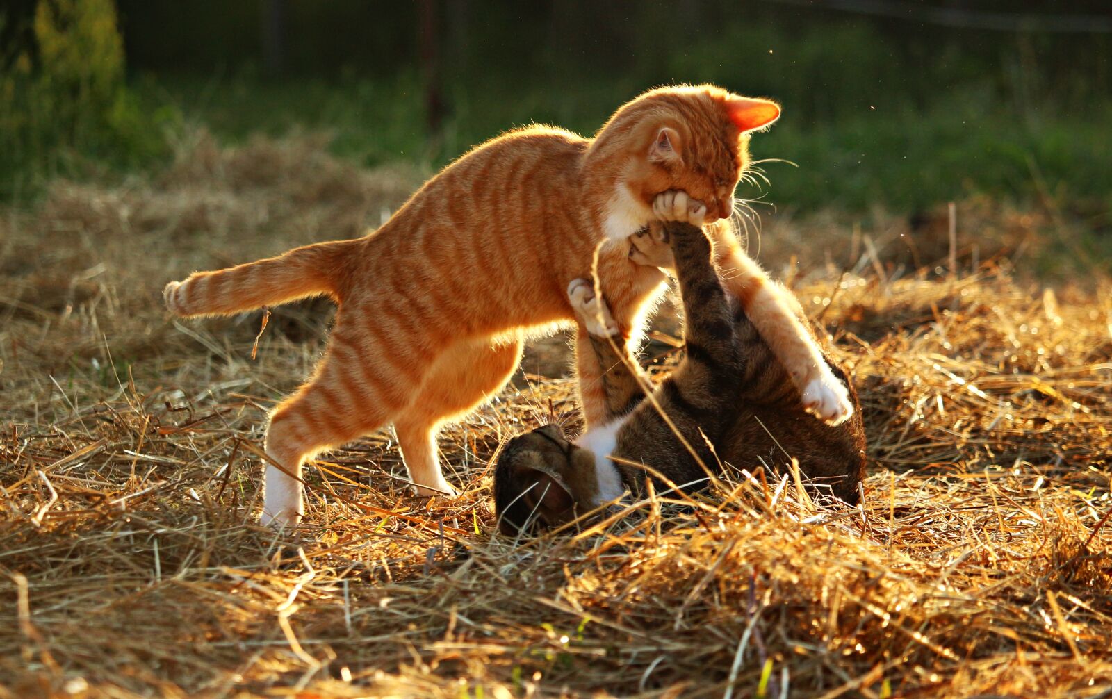 Canon EOS 100D (EOS Rebel SL1 / EOS Kiss X7) sample photo. Cat, mieze, kitten photography