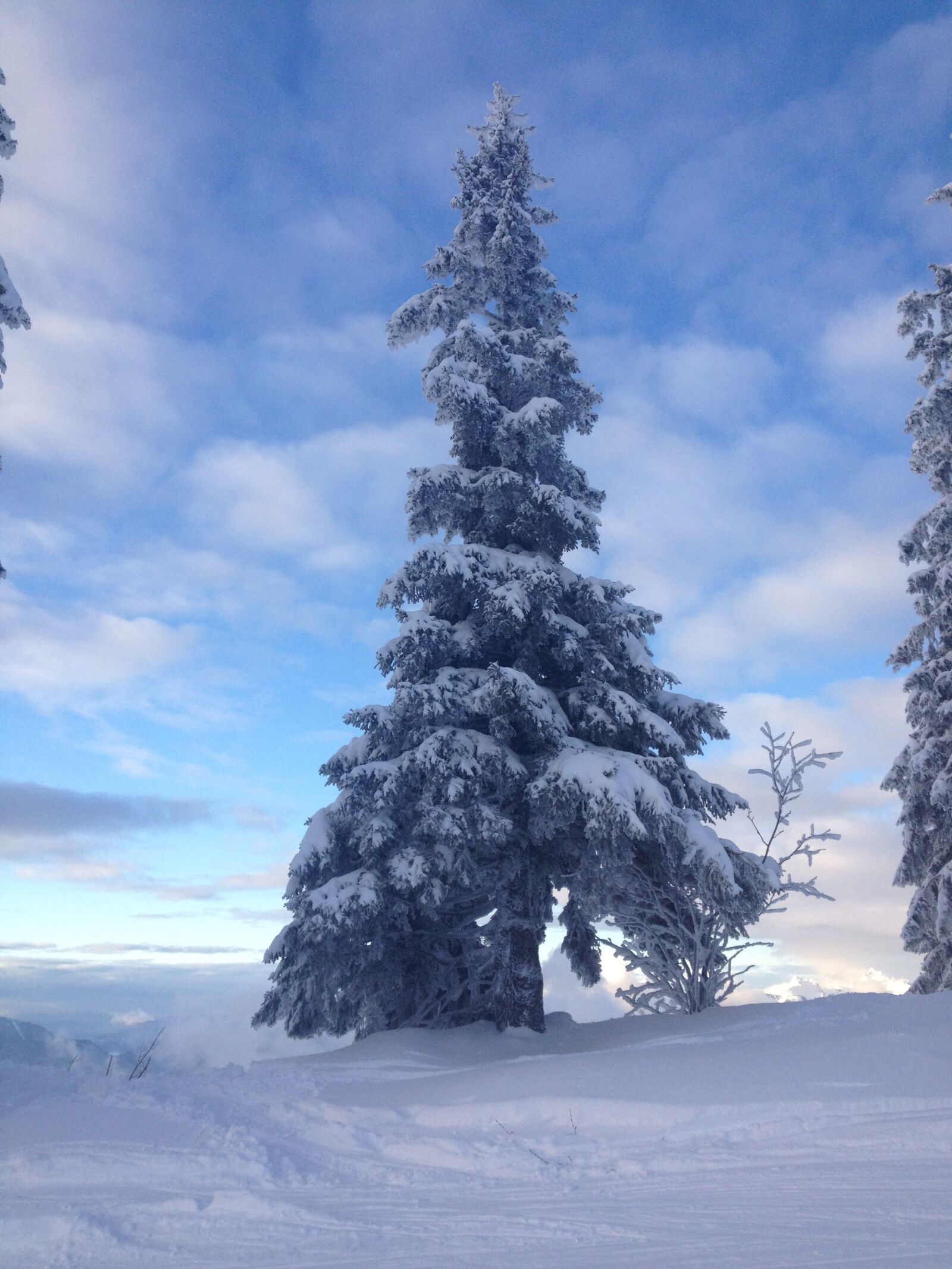 Apple iPhone 4S sample photo. Tree, snow, winter photography