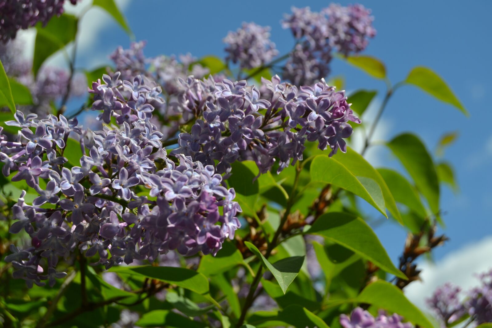 Nikon D3100 sample photo. Lilacs, lilac garden, nature photography