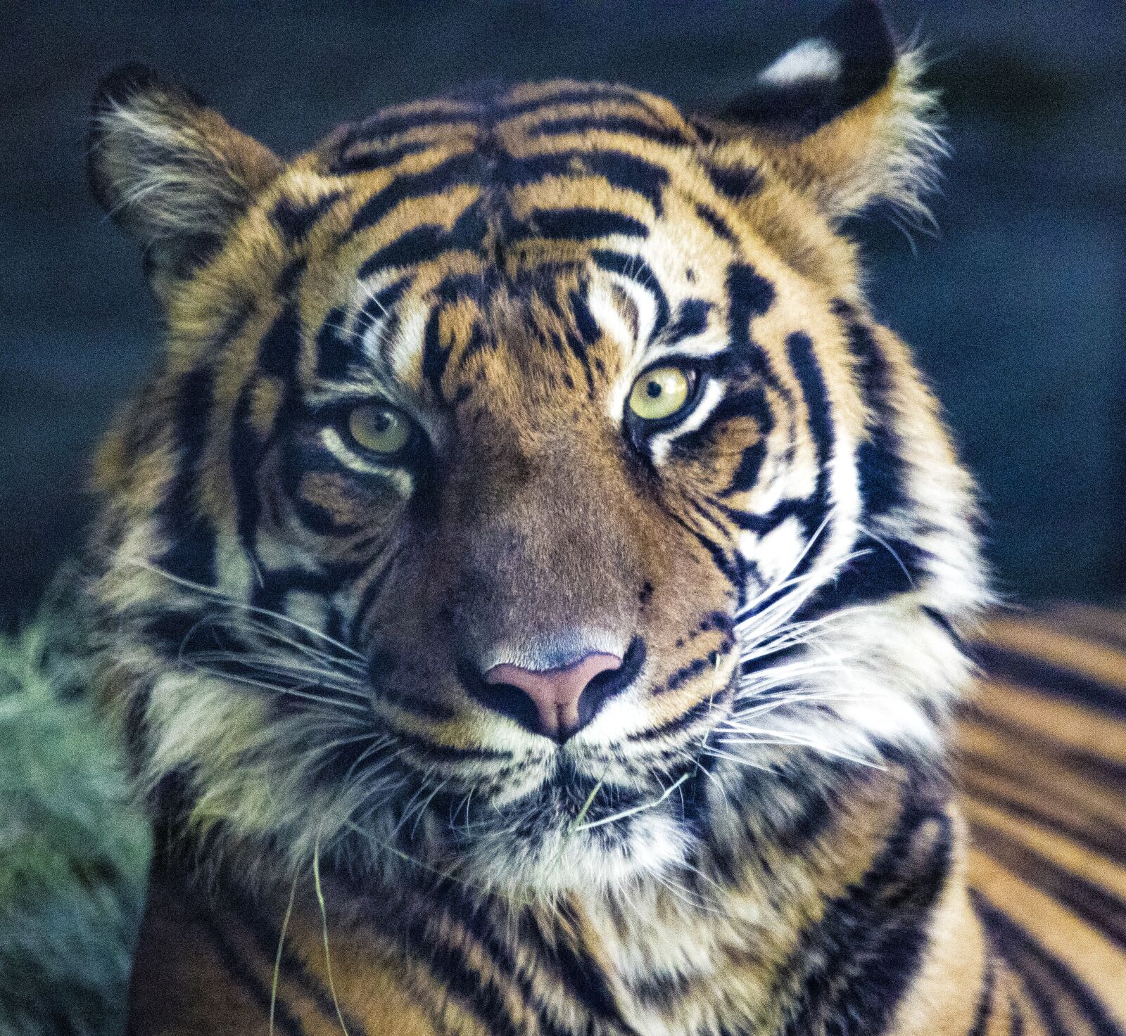Canon EF 100-400mm F4.5-5.6L IS USM sample photo. Tiger, animal, cat photography