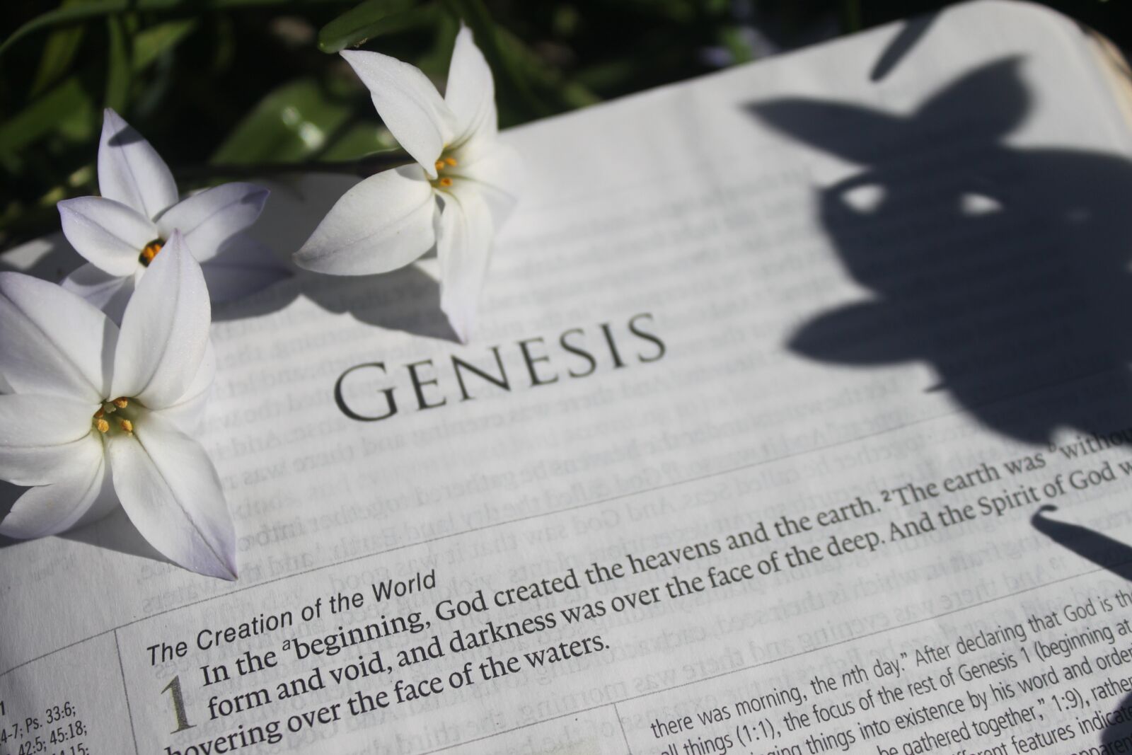 Canon EOS 500D (EOS Rebel T1i / EOS Kiss X3) sample photo. Bible, creation, genesis photography