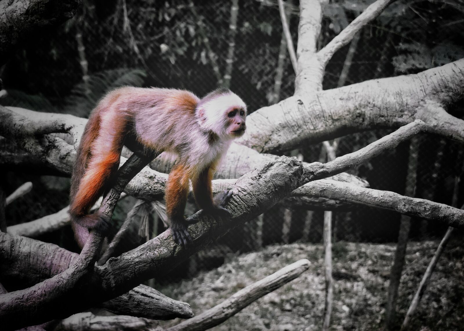 Nikon D3400 sample photo. Animal, ape, mono photography