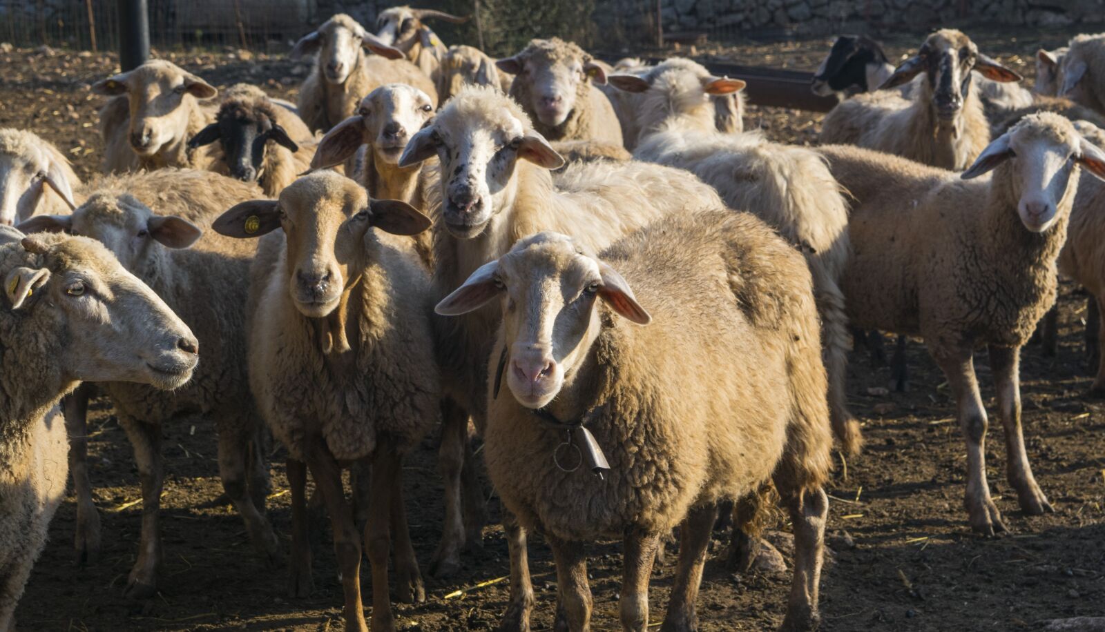 Nikon D5300 sample photo. Sheep, nature, animal photography
