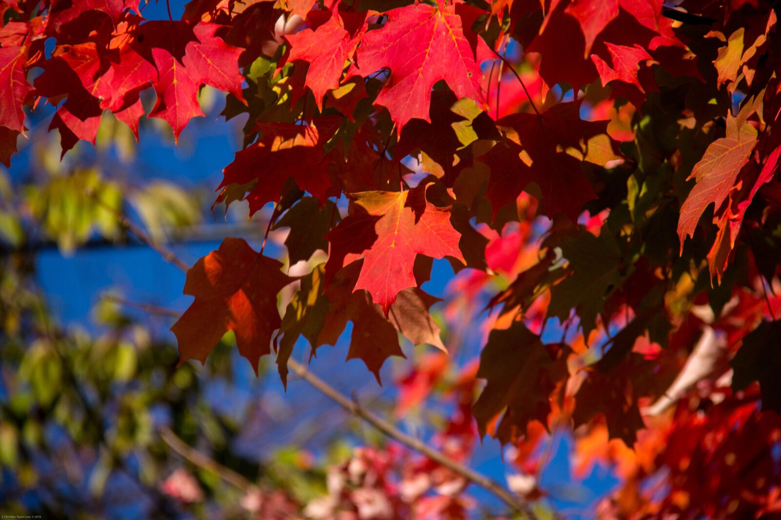 Canon EF-S 18-200mm F3.5-5.6 IS sample photo. Fall, autumn, leaves photography